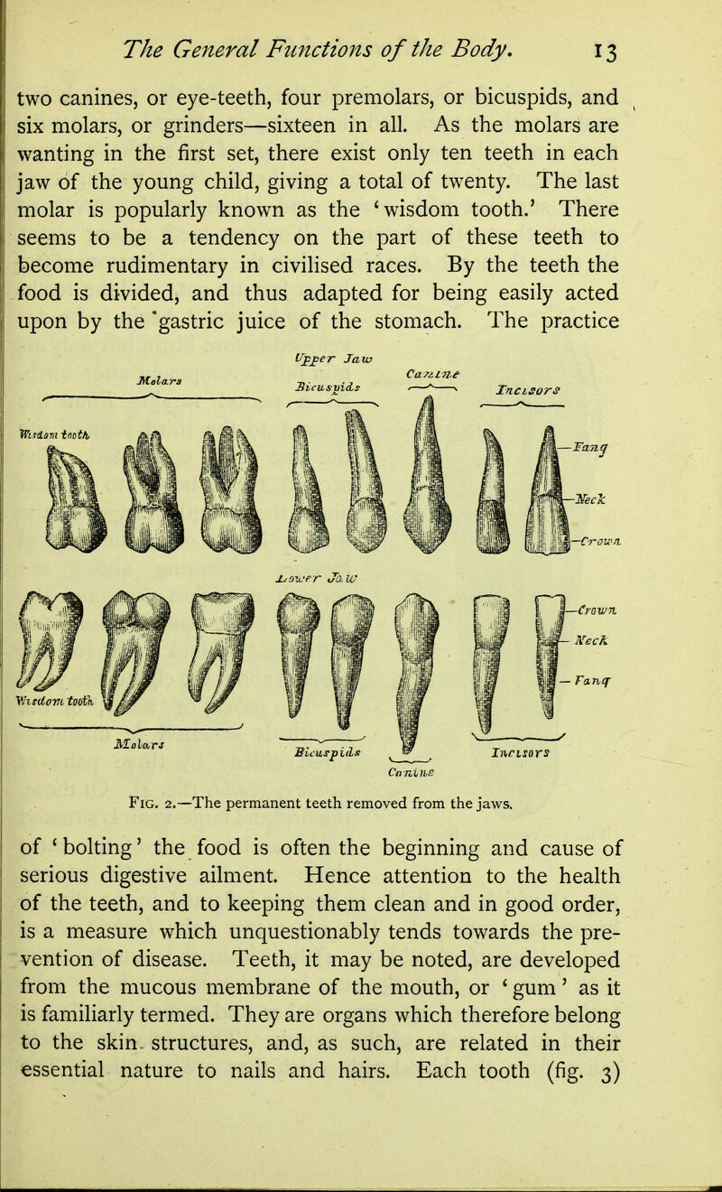 two canines, or eye-teeth, four premolars, or bicuspids, and six molars, or grinders—sixteen in all. As the molars are wanting in the first set, there exist only ten teeth in each jaw of the young child, giving a total of twenty. The last molar is popularly known as the 'wisdom tooth.' There seems to be a tendency on the part of these teeth to become rudimentary in civilised races. By the teeth the food is divided, and thus adapted for being easily acted upon by the 'gastric juice of the stomach. The practice Fig. 2.—The permanent teeth removed from the jaws. of 'bolting' the food is often the beginning and cause of serious digestive ailment. Hence attention to the health of the teeth, and to keeping them clean and in good order, is a measure which unquestionably tends towards the pre- vention of disease. Teeth, it may be noted, are developed from the mucous membrane of the mouth, or ' gum' as it is familiarly termed. They are organs which therefore belong to the skin, structures, and, as such, are related in their essential nature to nails and hairs. Each tooth (fig. 3)