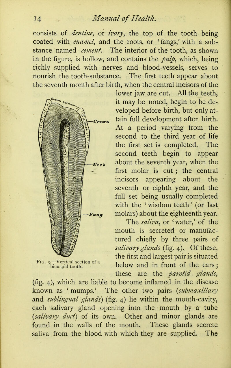 consists of dentine^ or ivory^ the top of the tooth being coated with enamel^ and the roots, or ' fangs,' with a sub- stance named cement. The interior of the tooth, as shown in the figure, is hollow, and contains the pulp^ which, being richly suppHed with nerves and blood-vessels, serves to nourish the tooth-substance. The first teeth appear about the seventh month after birth, when the central incisors of the lower jaw are cut. All the teeth, it may be noted, begin to be de- veloped before birth, but only at- tain full development after birth. At a period varying from the second to the third year of life the first set is completed. The second teeth begin to appear about the seventh year, when the first molar is cut ; the central incisors appearing about the seventh or eighth year, and the full set being usually completed with the ' wisdom teeth ' (or last molars) about the eighteenth year. The saliva^ or ' water,' of the mouth is secreted or manufac- tured chiefly by three pairs of salivary glands (fig. 4). Of these, the first and largest pair is situated below and in front of the ears; these are the parotid glands^ (fig. 4), which are liable to become inflamed in the disease known as ' mumps.' The other two pairs [subniaxillajy and sublingual glands) (fig. 4) lie within the mouth-cavity, each salivary gland opening into the mouth by a tube {salivary duct) of its own. Other and minor glands are found in the walls of the mouth. These glands secrete saliva from the blood with which they are supplied. The Fig. 3.-;-VerdcaI section of a bicuspid tooth.