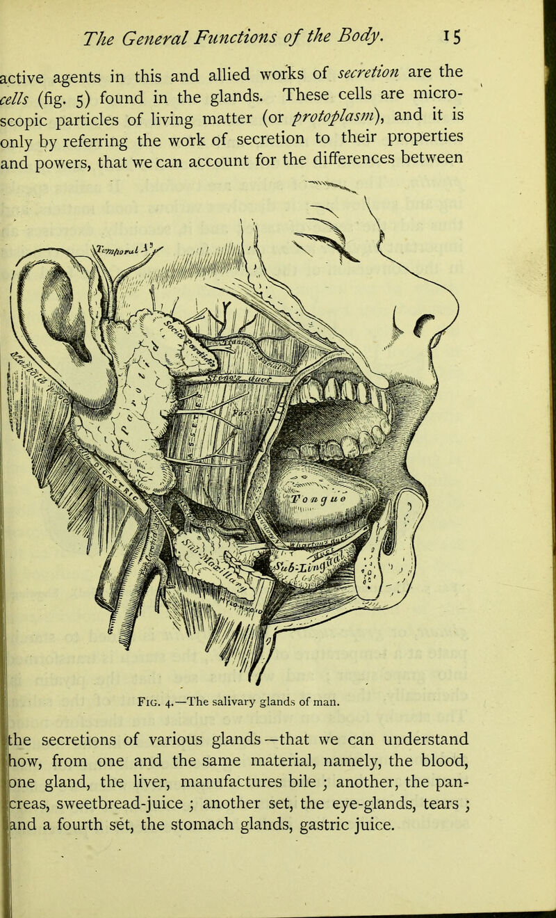 active agents in this and allied works of secretion are the cells (fig. 5) found in the glands. These cells are micro- scopic particles of living matter (or protoplasm), and it is only by referring the work of secretion to their properties and powers, that we can account for the differences between Fig. 4.—The salivary glands of man. the secretions of various glands—that we can understand low, from one and the same material, namely, the blood, □ne gland, the liver, manufactures bile ; another, the pan- creas, sweetbread-juice ; another set, the eye-glands, tears ; ind a fourth set, the stomach glands, gastric juice.