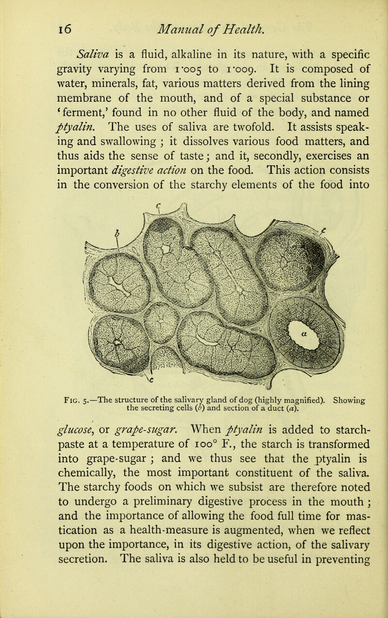 Saliva is a fluid, alkaline in its nature, with a specific gravity varying from 1*005 i'ooq. It is composed of water, minerals, fat, various matters derived from the lining membrane of the mouth, and of a special substance or * ferment,' found in no other fluid of the body, and named ptyalin. The uses of saliva are twofold. It assists speak- ing and swallowing ; it dissolves various food matters, and thus aids the sense of taste; and it, secondly, exercises an important digestive action on the food. This action consists in the conversion of the starchy elements of the food into Fig. 5.—The structure of the saHvary gland of dog (highly magnified). Showing the secreting cells {U) and section of a duct {a). glucose^ or grape-sugar. When ptyalin is added to starch- paste at a temperature of 100° F., the starch is transformed into grape-sugar ; and we thus see that the jDtyalin is chemically, the most important constituent of the saliva. The starchy foods on which we subsist are therefore noted to undergo a preliminary digestive process in the mouth ; and the importance of allowing the food full time for mas- tication as a health-measure is augmented, when we reflect upon the importance, in its digestive action, of the salivary secretion. The saliva is also held to be useful in preventing
