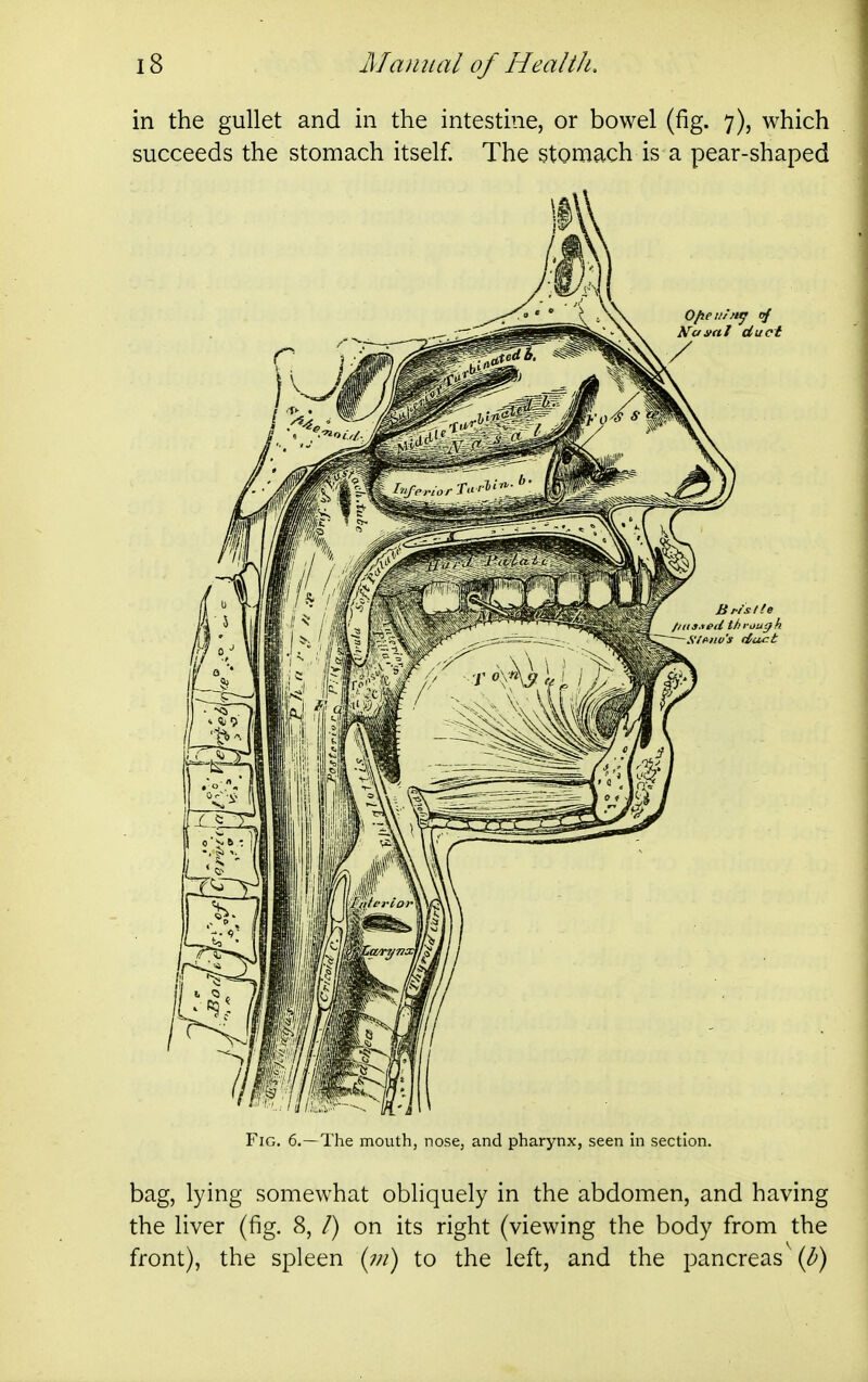 in the gullet and in the intestine, or bowel (fig. 7), which succeeds the stomach itself. The stomach is a pear-shaped O/ieti/fi^ of Nasal duet / Blis tie //its.ted t/ii-ituph S'/Mio's duct Fig. 6.—The mouth, nose, and pharynx, seen in section. bag, lying somewhat obliquely in the abdomen, and having the liver (fig. 8, /) on its right (viewing the body from the front), the spleen (w) to the left, and the pancreas {b)