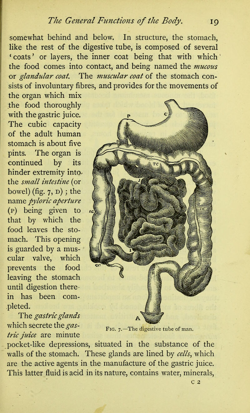 somewhat behind and below. In structure, the stomach, like the rest of the digestive tube, is composed of several 'coats' or layers, the inner coat being that with which the food comes into contact, and being named the mucous or glandular coat. The ^nuscular coat of the stomach con- sists of involuntary fibres, and provides for the movements of the organ which mix the food thoroughly with the gastric juice. The cubic capacity of the adult human stomach is about five pints. The organ is continued by its hinder extremity into* the s??iall intestine (or bowel) (fig. 7, d) ; the name pyloric apertu7'e (p) being given to that by which the food leaves the sto- mach. This opening is guarded by a mus- cular valve, which prevents the food leaving the stomach until digestion there- in has been com- pleted. The gastric glands which secrete the gas- tric juice are minute pocket-like depressions, situated in the substance of the walls of the stomach. These glands are lined by cells^ which are the active agents in the manufacture of the gastric juice. This latter fluid is acid in its nature, contains water, minerals, c 2 Fig. 7.—The digestive tube of man.