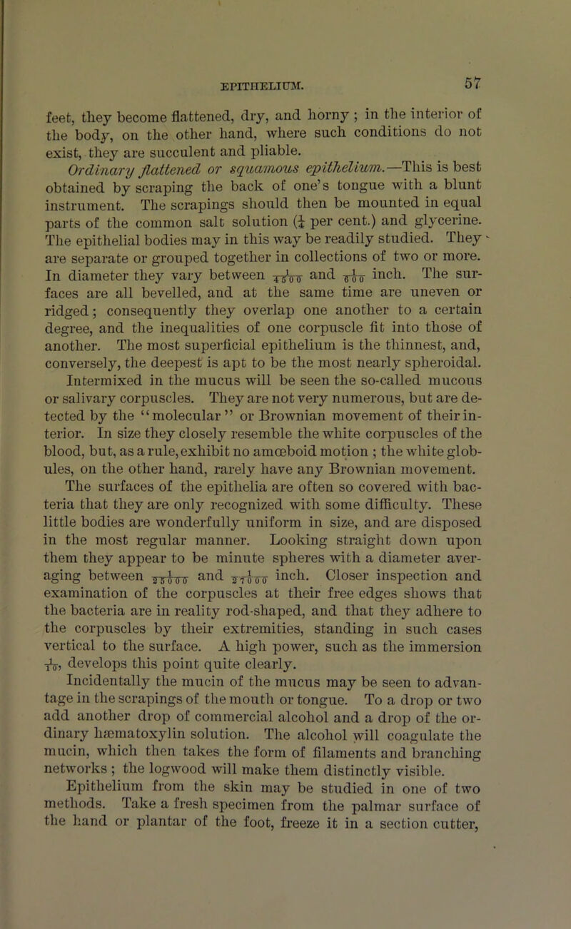 feet, they become flattened, dry, and horny ; in the interior of the body, on the other hand, where such conditions do not exist, they are succulent and pliable. Ordinary flattened or squamous epithelium.—This is best obtained by scraping the back of one’s tongue with a blunt instrument. The scrapings should then be mounted in equal parts of the common salt solution (i per cent.) and glycerine. The epithelial bodies may in this way be readily studied. They - are separate or grouped together in collections of two or more. In diameter they vary between o anc^ imr inch. The sur- faces are all bevelled, and at the same time are uneven or ridged; consequently they overlap one another to a certain degree, and the inequalities of one corpuscle fit into those of another. The most superficial epithelium is the thinnest, and, conversely, the deepest is apt to be the most nearly spheroidal. Intermixed in the mucus will be seen the so-called mucous or salivary corpuscles. They are not very numerous, but are de- tected by the “molecular ” or Brownian movement of their in- terior. In size they closely resemble the white corpuscles of the blood, but, as a rule,exhibit no amoeboid motion ; the white glob- ules, on the other hand, rarely have any Brownian movement. The surfaces of the epithelia are often so covered with bac- teria that they are only recognized with some difficulty. These little bodies are wonderfully uniform in size, and are disposed in the most regular manner. Looking straight down upon them they appear to be minute spheres with a diameter aver- aging between ^-^nnr and -g-fTFo inch. Closer inspection and examination of the corpuscles at their free edges shows that the bacteria are in reality rod-shaped, and that they adhere to the corpuscles by their extremities, standing in such cases vertical to the surface. A high power, such as the immersion iV, develops this point quite clearly. Incidentally the mucin of the mucus may be seen to advan- tage in the scrapings of the mouth or tongue. To a drop or two add another drop of commercial alcohol and a drop of the or- dinary hsematoxylin solution. The alcohol will coagulate the mucin, which then takes the form of filaments and branching networks ; the logwood will make them distinctly visible. Epithelium from the skin may be studied in one of two methods. Take a fresh specimen from the palmar surface of the hand or plantar of the foot, freeze it in a section cutter,