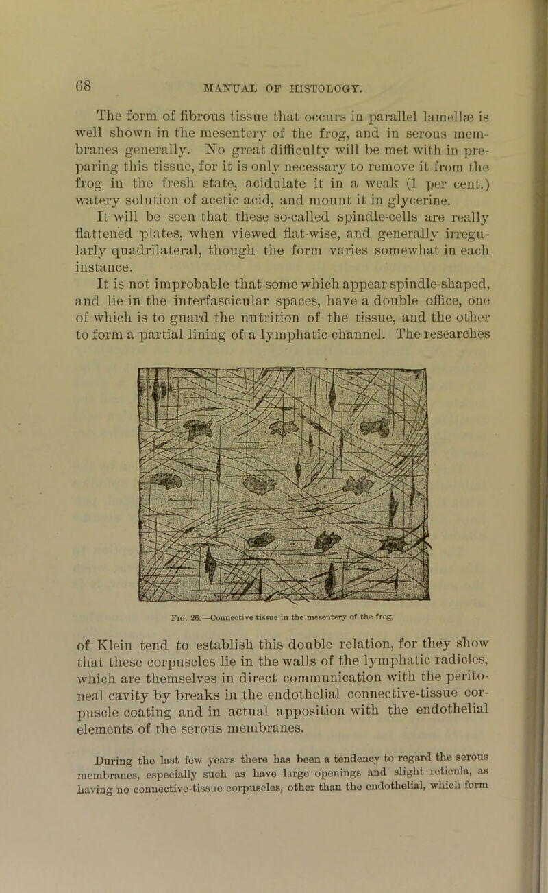 The form of fibrous tissue that occurs in parallel lamellae is well shown in the mesentery of the frog, and in serous mem- branes generally. No great difficulty will be met with in pre- paring this tissue, for it is only necessary to remove it from the frog in the fresh state, acidulate it in a weak (1 per cent.) watery solution of acetic acid, and mount it in glycerine. It will be seen that these so-called spindle-cells are really flattened plates, when viewed flat-wise, and generally irregu- larly quadrilateral, though the form varies somewhat in each instance. It is not improbable that some which appear spindle-shaped, and lie in the interfascicular spaces, have a double office, one of which is to guard the nutrition of the tissue, and the other to form a partial lining of a lymphatic channel. The researches Fio. 26.—Connective tissue in the mesentery of the frog. of Klein tend to establish this double relation, for they show that these corpuscles lie in the walls of the lymphatic radicles, which are themselves in direct communication with the perito- neal cavity by breaks in the endothelial connective-tissue cor- puscle coating and in actual apposition with the endothelial elements of the serous membranes. During tlie last few years there has been a tendency to regard the serous membranes, especially such as have large openings and slight reticula, as having no connective-tissue corpuscles, other than the endothelial, which form