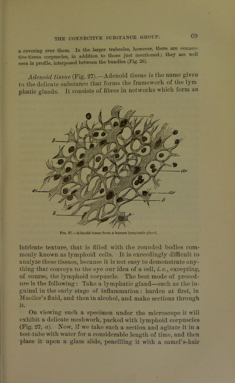 a covering over them. In the larger trabecles, however, there are connec- tive-tissue corpuscles, in addition to those just mentioned; they are well seen in profile, interposed between the bundles (Fig. 26). Adenoid tissue (Fig. 27).—Adenoid tissue is the name given to the delicate substance that forms the framework of the lym phatic glands. It consists of fibres in networks which form an Fig. 27.—Adenoid tissue from a human lymphatic gland. intricate texture, that is filled with the rounded bodies com- monly known as lymphoid cells. It is exceedingly difficult to analyze these tissues, because it is not easy to demonstrate any- thing that conveys to the eye our idea of a cell, i. e., excepting, of course, the lymphoid corpuscle. The best mode of proced- ure is the following: Take a lymphatic gland—such as the in- guinal in the early stage of inflammation: harden at first, in Mueller’s fluid, and then in alcohol, and make sections through it. On viewing such a specimen under the microscope it will exhibit a delicate meshwork, packed with lymphoid corpuscles (Fig. 27, a). Now, if we take such a section and agitate it in a test-tube with water for a considerable length of time, and then place it upon a glass slide, pencilling it with a camel’s-hair
