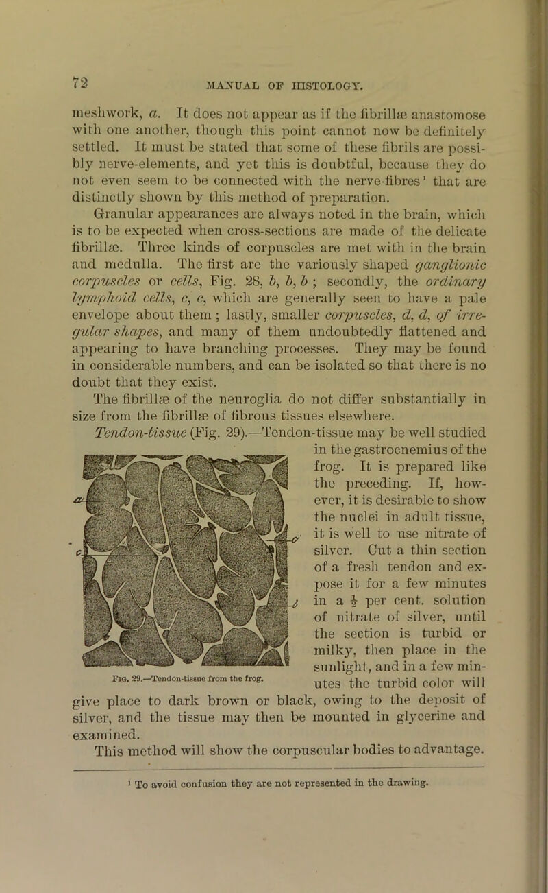 mesliwork, a. It does not appear as if the fibrillm anastomose with one another, though this point cannot now be definitely settled. It must be stated that some of these fibrils are possi- bly nerve-elements, and yet this is doubtful, because they do not even seem to be connected with the nerve-fibres1 that are distinctly shown by this method of preparation. Granular appearances are always noted in the brain, which is to be expected when cross-sections are made of the delicate fibrillae. Three kinds of corpuscles are met with in the brain and medulla. The first are the variously shaped ganglionic corpuscles or cells, Fig. 28, b, b, b ; secondly, the ordinary lymphoid cells, c, c, which are generally seen to have a pale envelope about them ; lastly, smaller corpuscles, d. d, of irre- gular shapes, and many of them undoubtedly flattened and appearing to have branching processes. They may be found in considerable numbers, and can be isolated so that there is no doubt that they exist. The fibrillse of the neuroglia do not differ substantially in size from the fibrilhe of fibrous tissues elsewhere. Tendon-tissue (Fig. 29).—Tendon-tissue may be well studied in the gastrocnemius of the frog. It is prepared like the preceding. If, how- ever, it is desirable to show the nuclei in adult tissue, it is well to use nitrate of silver. Cut a thin section of a fresh tendon and ex- pose it for a few minutes in a \ per cent, solution of nitrate of silver, until the section is turbid or milky, then place in the sunlight, and in a few min- utes the turbid color will give place to dark brown or black, owing to the deposit of silver, and the tissue may then be mounted in glycerine and examined. This method will show the corpuscular bodies to advantage. Fig. 29.—Tendon-tissue from the frog. 1 To avoid confusion they are not represented in the drawing.