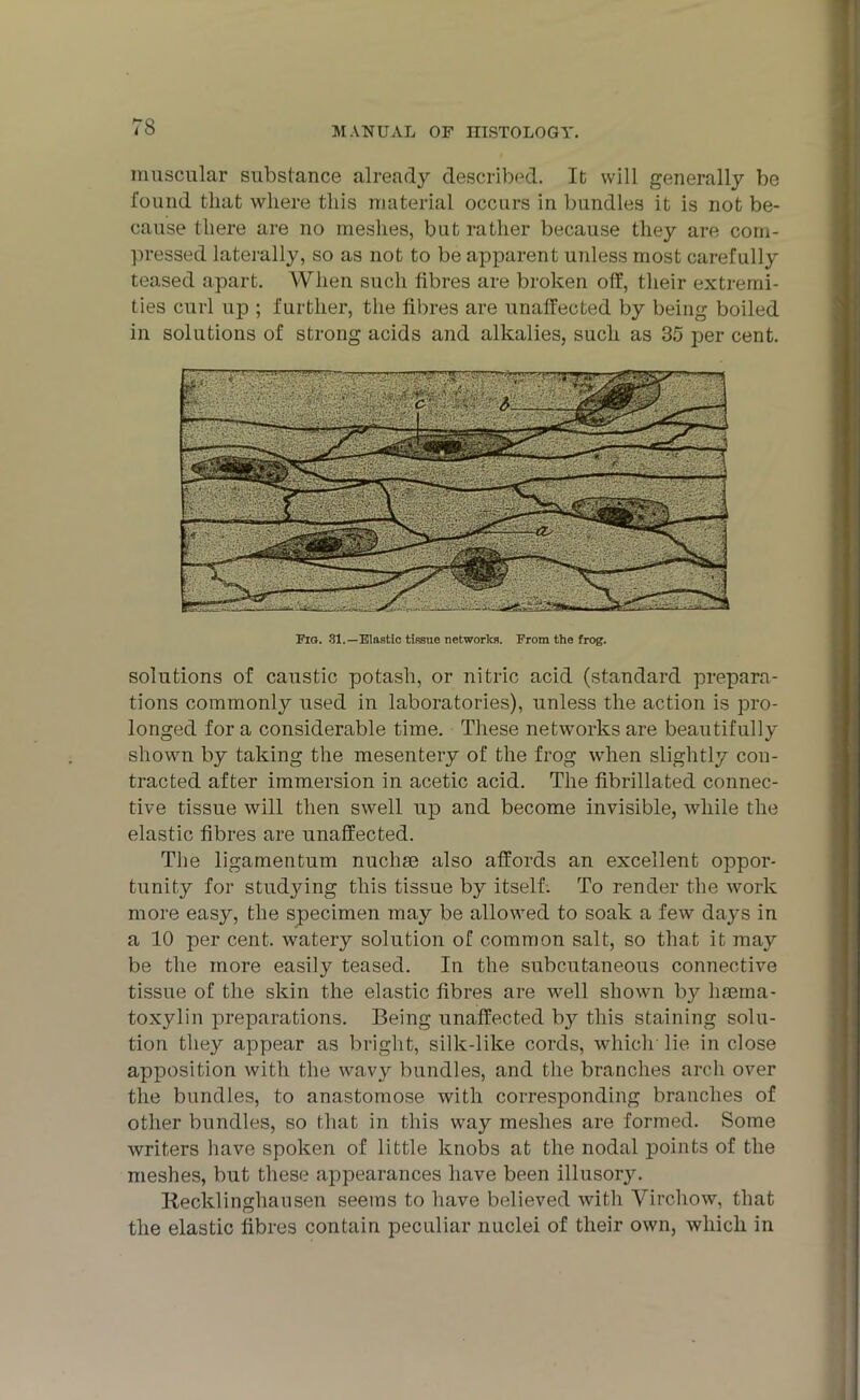 muscular substance already described. It will generally be found that where this material occurs in bundles it is not be- cause there are no meshes, but rather because they are com- pressed laterally, so as not to be apparent unless most carefully teased apart. When such fibres are broken off, their extremi- ties curl up ; further, the fibres are unaffected by being boiled in solutions of strong acids and alkalies, such as 35 per cent. Fig. 31.—Elastic tissue networks. From the frog. solutions of caustic potash, or nitric acid (standard prepara- tions commonly used in laboratories), unless the action is pro- longed for a considerable time. These networks are beautifully shown by taking the mesentery of the frog when slightly con- tracted after immersion in acetic acid. The fibrillated connec- tive tissue will then swell up and become invisible, while the elastic fibres are unaffected. The ligamentum nuchse also affords an excellent oppor- tunity for studying this tissue by itself. To render the work more easy, the specimen may be allowed to soak a few days in a 10 per cent, watery solution of common salt, so that it may be the more easily teased. In the subcutaneous connective tissue of the skin the elastic fibres are well shown b}f haema- toxylin preparations. Being unaffected by this staining solu- tion they appear as bright, silk-like cords, which lie in close apposition with the wavy bundles, and the branches arch over the bundles, to anastomose with corresponding branches of other bundles, so that in this way meshes are formed. Some writers have spoken of little knobs at the nodal points of the meshes, but these appearances have been illusory. Recklinghausen seems to have believed with Virchow, that the elastic fibres contain peculiar nuclei of their own, which in