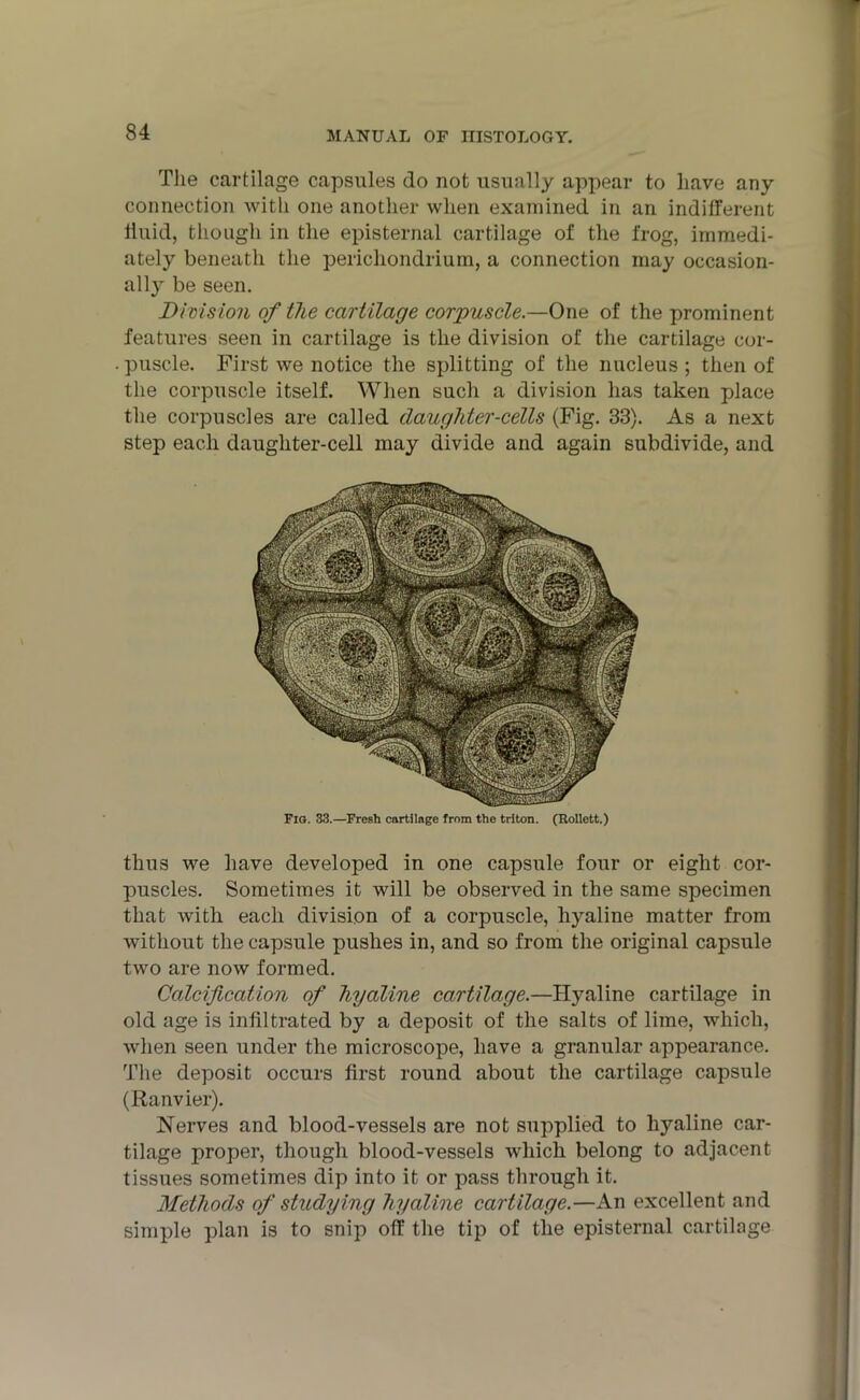 The cartilage capsules do not usually appear to have any connection Avitli one another when examined in an indifferent liuid, though in the episternal cartilage of the frog, immedi- ately beneath the perichondrium, a connection may occasion- ally be seen. Division of the cartilage corpuscle.—One of the prominent features seen in cartilage is the division of the cartilage cor- . puscle. First we notice the splitting of the nucleus ; then of the corpuscle itself. When such a division has taken place the corpuscles are called daughter-cells (Fig. 33). As a next step each daughter-cell may divide and again subdivide, and FiO. 33.—Fresh cartilage from the triton. (Rollett.) thus we have developed in one capsule four or eight cor- puscles. Sometimes it will be observed in the same specimen that with each division of a corpuscle, hyaline matter from without the capsule pushes in, and so from the original capsule two are now formed. Calcification of hyaline cartilage.—Hyaline cartilage in old age is infiltrated by a deposit of the salts of lime, which, when seen under the microscope, have a granular appearance. The deposit occurs first round about the cartilage capsule (Ranvier). Nerves and blood-vessels are not supplied to hyaline car- tilage proper, though blood-vessels which belong to adjacent tissues sometimes dip into it or pass through it. Methods of studying hyaline cartilage.—An excellent and simple plan is to snip off the tip of the episternal cartilage