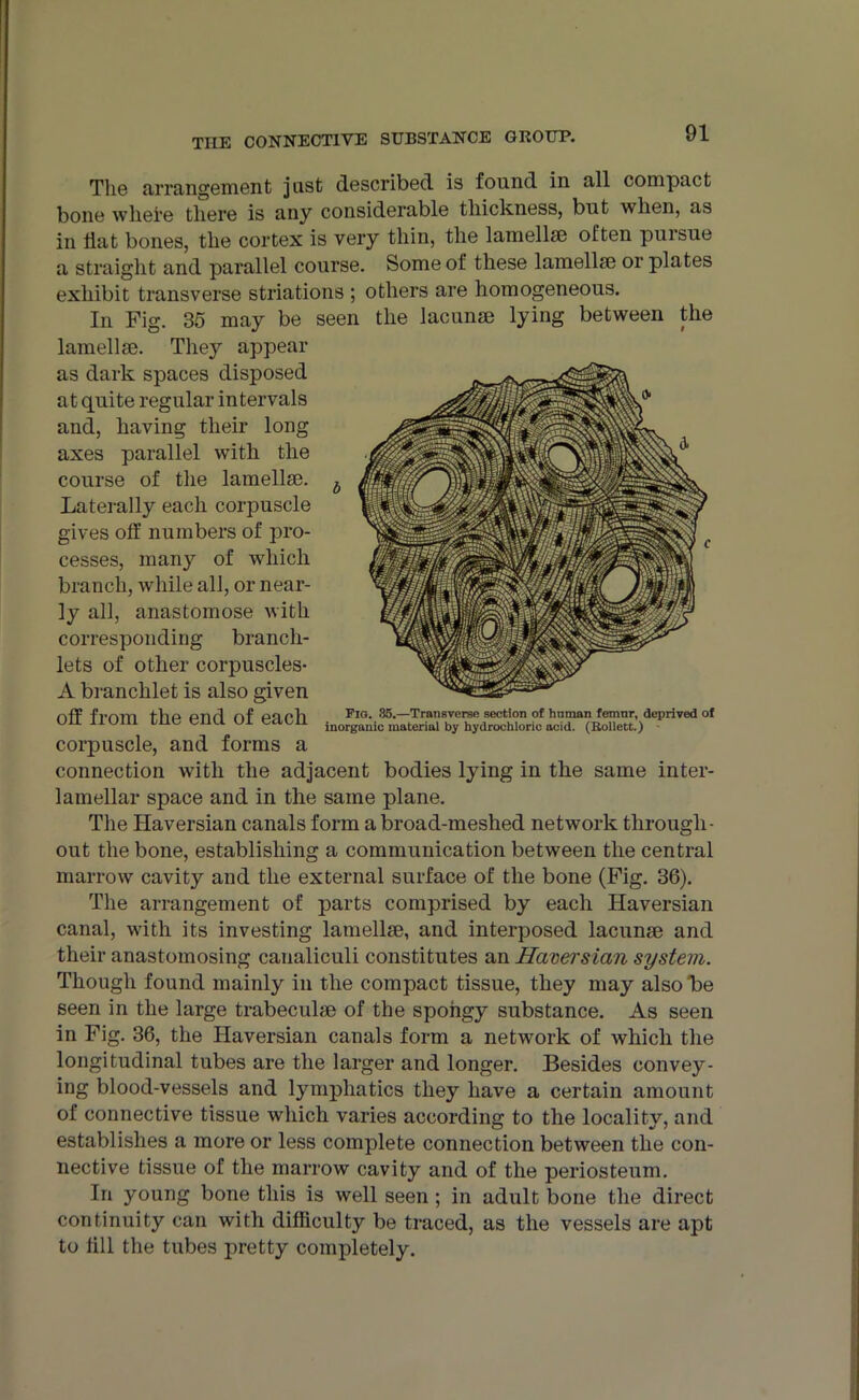 The arrangement just described is found in all compact bone whei'e there is any considerable thickness, but when, as in flat bones, the cortex is very thin, the lamellae often puisue a straight and parallel course. Some of these lamellae or plates exhibit transverse striations ; others are homogeneous. In Fig. 35 may be seen the lacunae lying between the lamellae. They appear as dark spaces disposed at quite regular intervals and, having their long axes parallel with the course of the lamellae. b Laterally each corpuscle gives off numbers of pro- cesses, many of which branch, while all, or near- ly all, anastomose with corresponding branch- lets of other corpuscles- A branchlet is also given nff f,.Am fl10 otirl on nil Fig. 35.—Transverse section of human femnr, deprived of on n om me ena or eacn inorganic raateriai by hydrochloric acid. (Boiiett.) corpuscle, and forms a connection with the adjacent bodies lying in the same inter- lamellar space and in the same plane. The Haversian canals form a broad-meshed network through- out the bone, establishing a communication between the central marrow cavity and the external surface of the bone (Fig. 36). The arrangement of parts comprised by each Haversian canal, with its investing lamellse, and interposed lacunm and their anastomosing canaliculi constitutes an Haversian system. Though found mainly in the compact tissue, they may also he seen in the large trabeculae of the spongy substance. As seen in Fig. 36, the Haversian canals form a network of which the longitudinal tubes are the larger and longer. Besides convey- ing blood-vessels and lymphatics they have a certain amount of connective tissue which varies according to the locality, and establishes a more or less complete connection between the con- nective tissue of the marrow cavity and of the periosteum. In young bone this is well seen ; in adult bone the direct continuity can with difficulty be traced, as the vessels are apt to fill the tubes pretty completely.