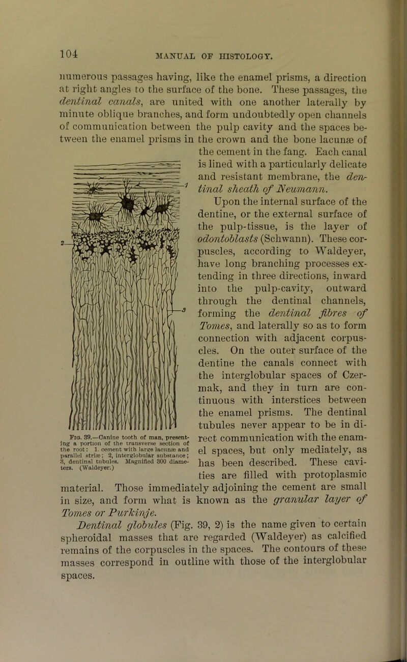 numerous passages having, like tile enamel prisms, a direction at right angles to the surface of the bone. These passages, the dentinal canals, are united with one another laterally by minute oblique branches, and form undoubtedly open channels of communication between the pulp cavity and the spaces be- tween the enamel prisms in the crown and the bone lacuna3 of the cement in the fang. Each canal is lined with a particularly delicate and resistant membrane, the den- tinal slieath of JSeumann. Upon the internal surface of the dentine, or the external surface of the pulp-tissue, is the layer of odontoblasts (Schwann). These cor- puscles, according to Waldeyer, have long branching processes ex- tending in three directions, inward into the pulp-cavity, outward through the dentinal channels, forming the dentinal fibres of Tomes, and laterally so as to form connection with adjacent corpus- cles. On the outer surface of the dentine the canals connect with the interglobular spaces of Czer- mak, and tliev in turn are con- tinuous with interstices between the enamel prisms. The dentinal tubules never appear to be in di- fig. 39.—canine tooth of man, present- xgct communication with the enam- ing a portion of the transverse section of the root: 1. cement with large Income and gl STjaCeS, but Only mediately, aS parallel striae; 2, interglobular substance; r > ^ terscn(Ivaideyer')8' Mngnifled 300 diame has been described. These cavi- ties are filled with protoplasmic material. Those immediately adjoining the cement are small in size, and form what is known as the granular layer of Tomes or Purldnje. Dentinal globules (Fig. 39, 2) is the name given to certain spheroidal masses that are regarded (Waldeyer) as calcified remains of the corpuscles in the spaces. The contours of these masses correspond in outline with those of the interglobular spaces.