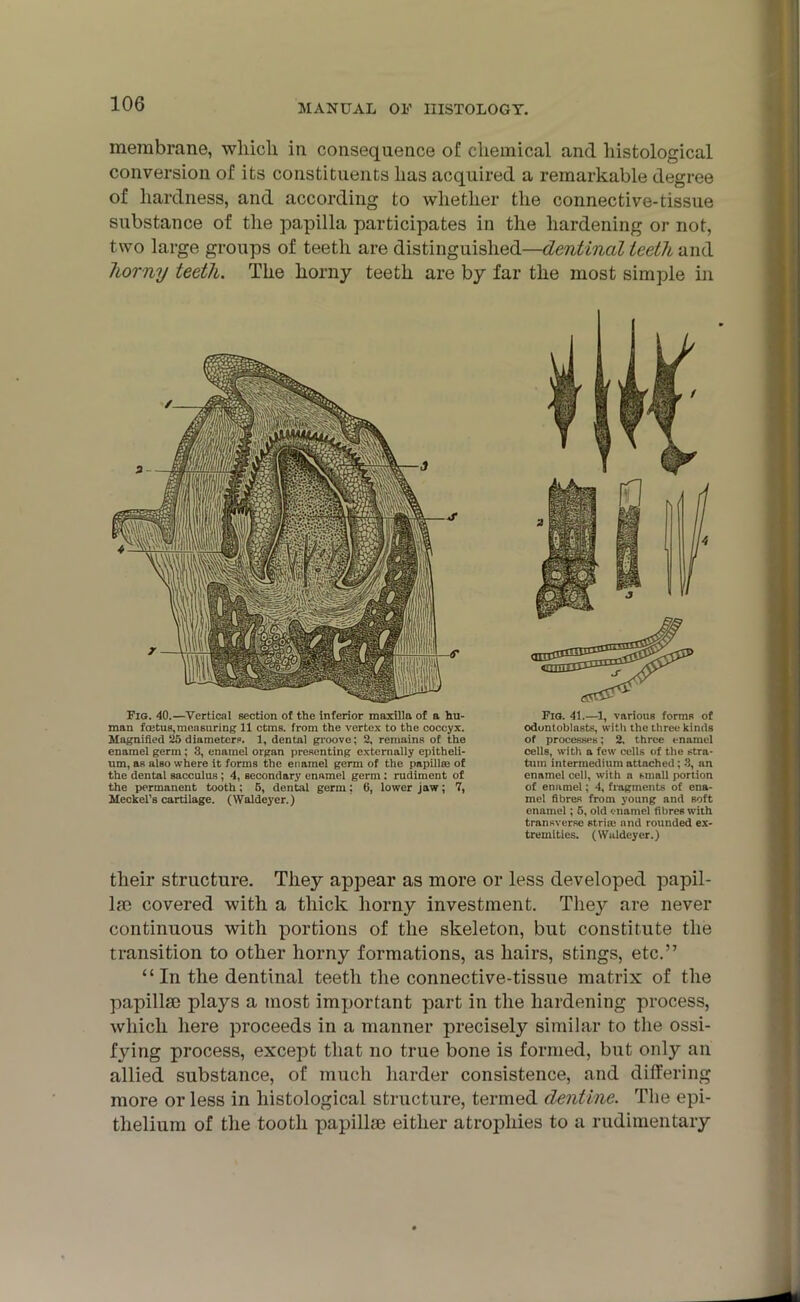 membrane, which in consequence of chemical and histological conversion of its constituents has acquired a remarkable degree of hardness, and according to whether the connective-tissue substance of the papilla participates in the hardening or not, two large groups of teeth are distinguished—dentinal teeth and horny teeth. The horny teeth are by far the most simple in Fig. 40.—Vertical section of the inferior maxilla of a hu- man foetus,measuring 11 ctms. from the vertex to the coccyx. Magnified 25 diameters. 1, dental groove; 2, remains of the enamel germ ; 3, enamel organ presenting externally epitheli- um, as also where it forms the enamel germ of the papillae of the dental sacculus ; 4, secondary enamel germ: rudiment of the permanent tooth; 5, dental germ; 6, lower jaw; 7, Meckel’s cartilage. (VYaldeyer.) Fig. 41.—1, various forms of odontoblasts, with the three kinds of processes; 2. three enamel cells, with a few cells of the stra- tum intermedium attached; 3, an enamel cell, with a small portion of enamel; 4, fragments of ena- mel fibres from young and soft enamel; 6, old enamel fibres with transverse strise and rounded ex- tremities. (Waldeyer.) their structure. They appear as more or less developed papil- la! covered with a thick horny investment. They are never continuous with portions of the skeleton, but constitute the transition to other horny formations, as hairs, stings, etc.” “In the dentinal teeth the connective-tissue matrix of the papilla) plays a most important part in the hardening process, which here proceeds in a manner precisely similar to the ossi- fying process, except that no true bone is formed, but onty an allied substance, of much harder consistence, and differing more or less in histological structure, termed dentine. The epi- thelium of the tooth papillae either atrophies to a rudimentary