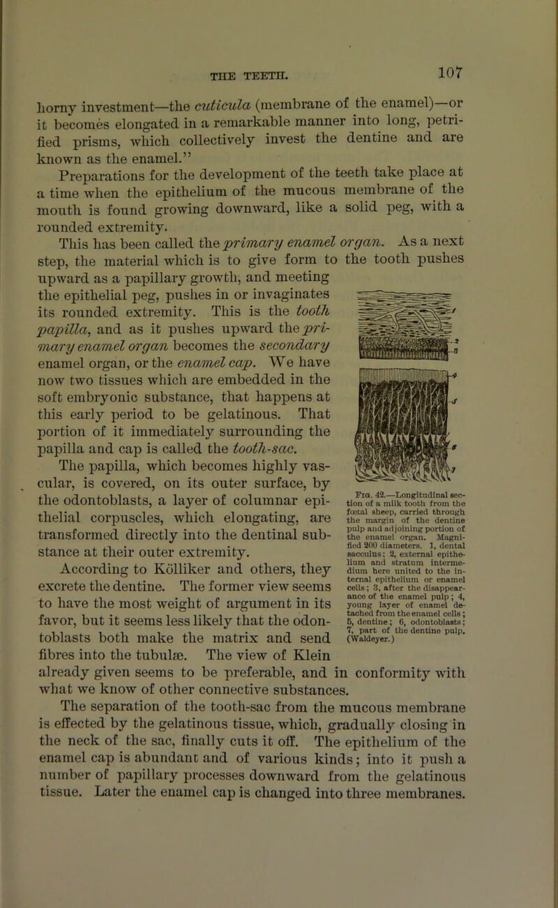 horny investment—the cuticula (membrane of the enamel) or it becomes elongated in a remarkable manner into long, petri- fied prisms, which collectively invest the dentine and aie known as the enamel.” Preparations for the development of the teeth take place at a time when the epithelium of the mucous membrane of the mouth is found growing downward, like a solid peg, with a rounded extremity. This has been called the 'primary enamel organ. As a next step, the material which is to give form to the tooth pushes upward as a papillary growth, and meeting the epithelial peg, pushes in or invaginates its rounded extremity. This is the tooth -papilla, and as it pushes upward the pri- mary enamel organ becomes the secondary enamel organ, or the enamel cap. We have now two tissues which are embedded in the soft embryonic substance, that happens at this early period to be gelatinous. That portion of it immediately surrounding the papilla and cap is called the tooth-sac. The papilla, which becomes highly vas- cular, is covered, on its outer surface, by the odontoblasts, a layer of columnar epi- thelial corpuscles, which elongating, are transformed directly into the dentinal sub- stance at their outer extremity. According to Kolliker and others, they excrete the dentine. The former view seems to have the most weight of argument in its favor, but it seems less likely that the odon- toblasts both make the matrix and send fibres into the tubulse. The view of Klein already given seems to be preferable, and in conformity with what we know of other connective substances. The separation of the tooth-sac from the mucous membrane is effected by the gelatinous tissue, which, gradually closing in the neck of the sac, finally cuts it off. The epithelium of the enamel cap is abundant and of various kinds; into it push a number of papillary processes downward from the gelatinous tissue. Later the enamel cap is changed into three membranes. Fia. 42.—Longitudinal sec- tion of a milk tooth from the foetal sheep, carried through the margin of the dentine pulp and adjoining portion of the enamel organ. Magni- fied 200 diameters. 1, dental sacculus: 2, external epithe- lium and stratum interme- dium here united to the in- ternal epithelium or enamel cells; 3, after the disappear- ance of the enamel pulp; 4, young layer of enamel de- tached from the enamel cells ; 5, dentine; G, odontoblasts; 7, part of the dentine pulp. (Waldeyer.)