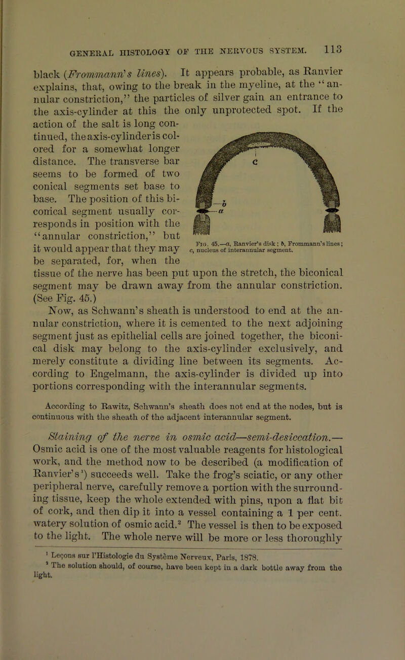 black (Frommann's lines). It appears probable, as Ranvier explains, that, owing to the break in the myeline, at the “an- nular constriction,” the particles of silver gain an entrance to the axis-cylinder at this the only unprotected spot. If the action of the salt is long con- tinued, the axis-cylinder is col- ored for a somewhat longer distance. The transverse bar seems to be formed of two conical segments set base to base. The position of this bi- conical segment usually cor- responds in position with the “annular constriction,” but it would appear that they may be separated, for, when the tissue of the nerve has been put upon the stretch, the biconical segment may be drawn away from the annular constriction. (See Fig. 45.) Now, as Schwann’s sheath is understood to end at the an- nular constriction, where it is cemented to the next adjoining segment just as epithelial cells are joined together, the biconi- cal disk may belong to the axis-cylinder exclusively, and merely constitute a dividing line between its segments. Ac- cording to Engelmann, the axis-cylinder is divided up into portions corresponding with the interannular segments. According to Rawitz, Schwann’s sheath does not end at the nodes, but is continuous with the sheath of the adjacent interannular segment. Fig. 45.—a, Ranvier’s disk; 6, Frommann’slines; c, nucleus of interannular segment. Staining of the nerve in osmic acid—semi-desiccation.— Osmic acid is one of the most valuable reagents for histological work, and the method now to be described (a modification of Ranvier’s') succeeds well. Take the frog’s sciatic, or any other peripheral nerve, carefully remove a portion with the surround- ing tissue, keep the whole extended with pins, upon a flat bit of cork, and then dip it into a vessel containing a 1 per cent, watery solution of osmic acid.1 2 The vessel is then to be exposed to the light. The whole nerve will be more or less thoroughly 1 Leqons sur l’Histologie du SystSme Nerveux, Paris, 1878. The solution should, of course, have been kept iu a dark bottle away from the light.