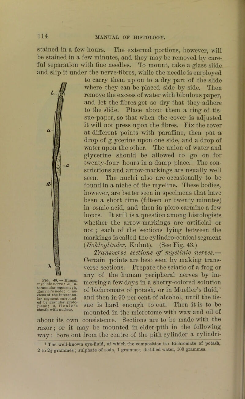 stained in a few hours. The external portions, however, will be stained in a few minutes, and they maybe removed by care- ful separation with fine needles. To mount, take a glass slide and slip it under the nerve-fibres, while the needle is employed to carry them up on to a dry part of the slide where they can be placed side by side. Then remove the excess of water with bibulous paper, and let the fibres get so dry that they adhere to the slide. Place about them a ring of tis- sue-paper, so that when the cover is adjusted it will not press upon the fibres. Fix the cover at different points with paraffine, then put a drop of glycerine upon one side, and a drop of water upon the other. The union of water and glycerine should be allowed to go on for twenty-four hours in a damp place. The con- strictions and arrow-markings are usually well seen. The nuclei also are occasionally to be found in a niche of the m}reline. These bodies, however, are better seen in specimens that have been a short time (fifteen or twenty minutes) in osmic acid, and then in picro-carmine a few hours. It still is a question among histologists whether the arrow-markings are artificial or not; each of the sections lying between the markings is called the cylindro-conical segment (Ho7ilcyUnder, Kuhnt). (See Fig. 43.) Transverse sections of myelinic nerves.— Certain points are best seen by making trans- verse sections. Prepare the sciatic of a frog or any of the human peripheral nerves by im- myoHnic neh^aTn” mersing a few days in a sherry-colored solution Itanvier'H node; c, mil of bichromate of potash, or in Mueller’s fluid,1 llrregmenV^ound- and then in 90 per cent, of alcohol, until the tis- phism;gr</.'henTe^B sue is hard enough to cut. Then it is to be mounted in the microtome with wax and oil of about its own consistence. Sections are to be made with the razor; or it may be mounted in elder-pith in the following way: bore out from the centre of the pith-cylinder a cylindri- 1 The well-kuown eye-fluid, of which the composition is : Bichromate of potash, 2 to 2} grammes; sulphate of soda, 1 gramme; distilled water, 100 grammes.