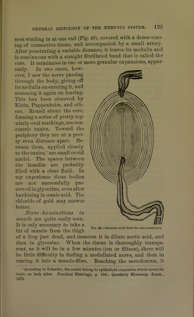 seen winding in at one end (Fig. 40), covered with a dense coat- ing of connective tissue, and accompanied by a small artery. After penetrating a variable distance, it leaves its medulla and is continuous with a straight fibrillated band that is called the core. It terminates in one or more granular expansions, appar- ently. In two cases, how- ever, I saw the nerve passing through the body, giving off its medulla on entering it, and assuming it again on leaving. This has been observed by Klein, Pappenheim, and oth- ers. Round about the core, forming a series of pretty reg- ularly oval markings, are con- centric tunics. Toward the periphery they are at a pret- t}r even distance apart. Be- tween them, applied closely to the tunics,’ are small ovoid nuclei. The spaces between the lamellae are probably idled with a clear fluid. In my experience these bodies are not successfully pre- served in glycerine, even after hardening in osmic acid. The chloride of gold may answer better. Nerve - terminations in muscle are quite easily seen. It is only necessary to take a bit of muscle from the thigh of a frog just dead, and immerse it in dilute acetic acid, and then in glycerine. When the tissue is thoroughly transpa- rent, as it will be in a few minutes (ten or fifteen), there will be little difficulty in finding a medullated nerve, and then in tracing it into a muscle-fibre. Reaching the sarcolemma, it 1 According to Schaefer, the nuclei belong to epithelioid corpuscles which cover the tunic on both sides. Practical Histology, p. 134; Quarterly Microscop. Journ., 1875.