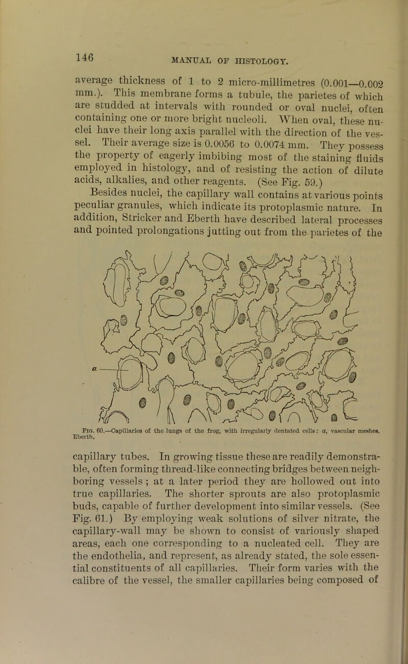 average thickness of 1 to 2 micro-millimetres (0.001—0.002 mm.). This membrane forms a tubule, the parietes of which are studded at intervals with rounded or oval nuclei, often containing one or more bright nucleoli. When oval, these nu- clei have their long axis parallel with the direction of the ves- sel. Their average size is 0.0056 to 0.0074 mm. They possess the property of eagerly imbibing most of the staining fluids employed in histology, and of resisting the action of dilute acids, alkalies, and other reagents. (See Fig. 59.) Besides nuclei, the capillary wall contains at various points peculiar granules, which indicate its protoplasmic nature. In addition, Strieker and Ebertli have described lateral processes and pointed prolongations jutting out from the parietes of the Fio. 60.—Capillaries of the lungs of the frog, with irregularly dentated cells: a, vascular meshes. Eberth. capillary tubes. In growing tissue these are readily demonstra- ble, often forming thread-like connecting bridges between neigh- boring vessels ; at a later period they are hollowed out into true capillaries. The shorter sprouts are also protoplasmic buds, capable of further development into similar vessels. (See Fig. 61.) By employing weak solutions of silver nitrate, the capillary-wall may be shown to consist of variously shaped areas, each one corresponding to a nucleated cell. They are the endotlielia, and represent, as already stated, the sole essen- tial constituents of all capillaries. Their form varies with the calibre of the vessel, the smaller capillaries being composed of