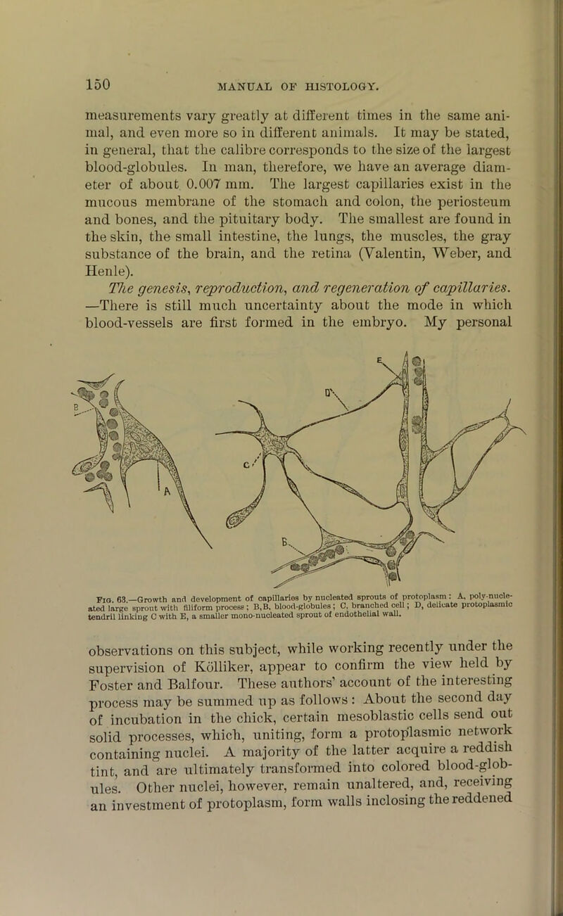 measurements vary greatly at different times in the same ani- mal, and even more so in different animals. It may be stated, in general, that the calibre corresponds to the size of the largest blood-globules. In man, therefore, we have an average diam- eter of about 0.007 mm. The largest capillaries exist in the mucous membrane of the stomach and colon, the periosteum and bones, and the pituitary body. The smallest are found in the skin, the small intestine, the lungs, the muscles, the gray substance of the brain, and the retina (Yalentin, Weber, and Henle). The genesis, reproduction, and regeneration of capillaries. —There is still much uncertainty about the mode in which blood-vessels are first formed in the embryo. My personal Fig. 63.—Growth and development of capillaries by nucleated sprouts of protoplasm: A, poly-nucle- ated large sprout with filiform process ; B, B, blood-globules ; C, branched cell; D, delicate protoplasmic tendril linking C with E, a smaller mono-nucleated sprout of endothelial wall. observations on this subject, while working recently under the supervision of Kolliker, appear to confirm the view held by Foster and Balfour. These authors’ account of the interesting process may be summed up as follows: About the second day of incubation in the chick, certain mesoblastic cells send out solid processes, which, uniting, form a protoplasmic netwoik containing nuclei. A majority of the latter acquire a reddish tint, and are ultimately transformed into colored blood-glob- ules. Other nuclei, however, remain unaltered, and, receiving an investment of protoplasm, form walls inclosing the reddened
