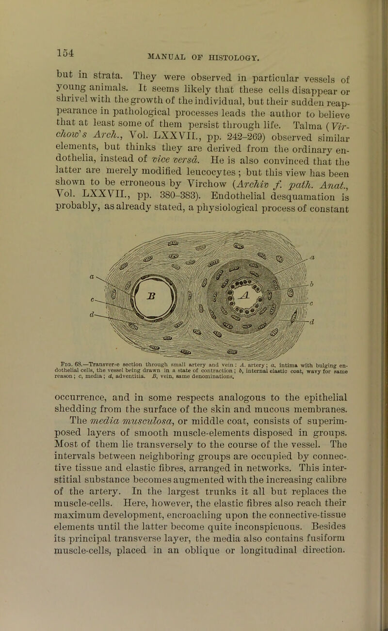 MANUAL OF HISTOLOGY. but in strata. They were observed in particular vessels of young animals. It seems likely that these cells disappear or shrivel with the growth of the individual, but their sudden reap- pearance in pathological processes leads the author to believe that at least some of them persist through life. Talma (Vir- chow's Arch., Yol. LXXVTI., pp. 242-269) observed similar elements, but thinks they are derived from the ordinary en- dothelia, instead of nice versa. He is also convinced that the latter are merely modified leucocytes ; but this view has been shown to be erroneous by Virchow {Archiv f. path. Anat., Vol. LXXVII., pp. 380-383). Endothelial desquamation is probably, as already stated, a physiological process of constant Fig. 68.—Transver-e section through small artery and vein: A, artery; a. intima with bulging en- dothelial cellB, the vessel being drawn in a state of contraction ; 6, internal elastic coat, wavy for same reason; c, media; d, adventitia. J3, vein, same denominations. occurrence, and in some respects analogous to the epithelial shedding from the surface of the skin and mucous membranes. The media musculosa, or middle coat, consists of superim- posed layers of smooth muscle-elements disposed in groups. Most of them lie transversely to the course of the vessel. The intervals between neighboring groups are occupied by connec- tive tissue and elastic fibres, arranged in networks. This inter- stitial substance becomes augmented with the increasing calibre of the artery. In the largest trunks it all but replaces the muscle-cells. Here, however, the elastic fibres also reach their maximum development, encroaching upon the connective-tissue elements until the latter become quite inconspicuous. Besides its principal transverse layer, the media also contains fusiform muscle-cells, placed in an oblique or longitudinal direction.