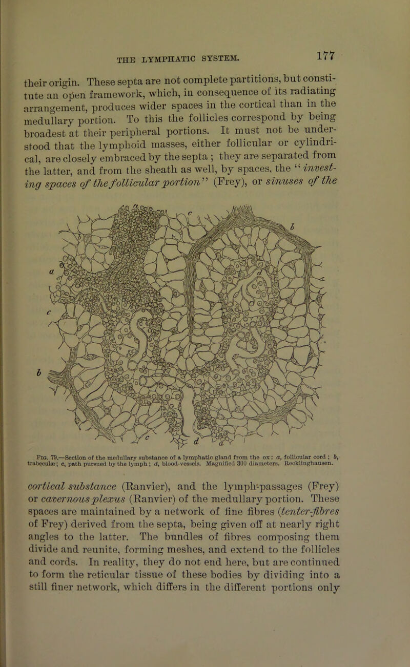 their origin. These septa are not complete partitions, but consti- tute an open framework, which, in consequence of its radiating arrangement, produces wider spaces in the cortical than in the medullary portion. To this the follicles coirespond by being broadest at their peripheral portions. It must not be under- stood that the lymphoid masses, either follicular or cylindri- cal, are closely embraced by the septa ; they are separated from the latter, and from the sheath as well, by spaces, the “ invest- ing spaces of the follicular portion''’ (Frey), or sinuses of the b Fig. 79.—Section of the medullary substance of a lymphatic giant! from the ox: a, follicular cord ; 6, trabecula?; c, path pursued by the lymph ; d, blood-vessels. Magnified 300 diameters. Recklinghausen. cortical substance (Ranvier), and the lympli-passages (Frey) or cavernous plexus (Ranvier) of the medullary portion. These spaces are maintained by a network of line fibres (tenter-fibres of Frey) derived from the septa, being given off at nearly right angles to the latter. The bundles of fibres composing them divide and reunite, forming meshes, and extend to the follicles and cords. In reality, they do not end here, but are continued to form the reticular tissue of these bodies by dividing into a still finer network, which differs in the different portions only