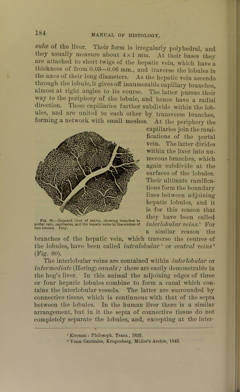 MANUAL OF HISTOLOGY. sidce of the liver. Their form is irregularly polyhedral, and they usually measure about 4x1 mm. At their bases they aie attached to short twigs of the hepatic vein, which have a thickness of from 0.08—0.06 inm., and traverse the lobules in the axes of their long diameters. As the hepatic vein ascends through the lobule, it gives off innumerable capillary branches, almost at right angles to its course. The latter pursue their way to the periphery of the lobule, and hence have a radial direction. These capillaries further subdivide within the lob- ules, and are united to each other by transverse branches, forming a network with small meshes. At the periphery the capillaries join the rami- fications of the portal vein. The latter divides within the liver into nu- merous branches, which again subdivide at the surfaces of the lobules. Their ultimate ramifica- tions form the boundary lines between adjoining hepatic lobules, and it is for this reason that they have been called interlobular veins.1 * For a similar reason the branches of the hepatic vein, which traverse the centres of the lobules, have been called intralobular1 or central veins3 (Fig. 80). The interlobular veins are contained within interlobular or intermediate (Hering) canals ; these are easily demonstrable in the hog’s liver. In this animal the adjoining edges of three or four hepatic lobules combine to form a canal which con- tains the interlobular vessels. The latter are surrounded by connective tissue, which is continuous with that of the septa between the lobules. In the human liver there is a similar arrangement, but in it the septa of connective tissue do not complete!}' separate the lobules, and, excepting at the inter- Fia. 80.—Injected liver of rabbit, showing branches to portal vein, capillaries, and the hepatic veins in the centres of two lobules. Frey. 1 Kiernan : Philosoph. Trans., 1833. ■ Vena3 Centrales, Krugenberg, Muller’s Archiv, 1843.