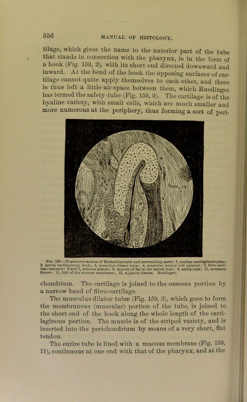 tilage, which gives the name to the anterior part of the tube that stands in connection with the pharynx, is in the form of a hook (Fig. 159, 2), with its short end directed downward and inward. At the bend of the hook the opposing surfaces of car- tilage cannot quite apply themselves to each other, and there is thus left a little air-space between them, which Ruedinger has termed the safety-tube (Fig. 159, 9). The cartilage is of The hyaline variety, with small cells, which are much smaller and more numerous at the periphery, thus forming a sort of peri- Fio. 159.—Transverse section of Eustachian tube and surrounding parts: 1, median cartilaginous plate; 2, lateral cartilaginous hook: 3, mnsculus dilator tubse ; 4, musculus levator veli palatini; 5. fibrocarti- lago basilaris: 6 and 7, acinous glands; 8. deposit of fat in the lateral wall: 9, safety-tube; 10, accessory fissure; 11, fold of the mucous membrane ; 12, adjacent tissues. Kuediuger. chondrium. The cartilage is joined to the osseous portion by a narrow band of fibro-cartilage. The musculus dilator tubse (Fig. 159, 3), which goes to form the membranous (muscular) portion of the tube, is joined to the short end of the hook along the whole length of the carti- laginous portion. The muscle is of the striped variety, and is inserted into the perichondrium by means of a very short, flat tendon. The entire tube is lined with a mucous membrane (Fig. 159, 11), continuous at one end with that of the pharynx, and at the