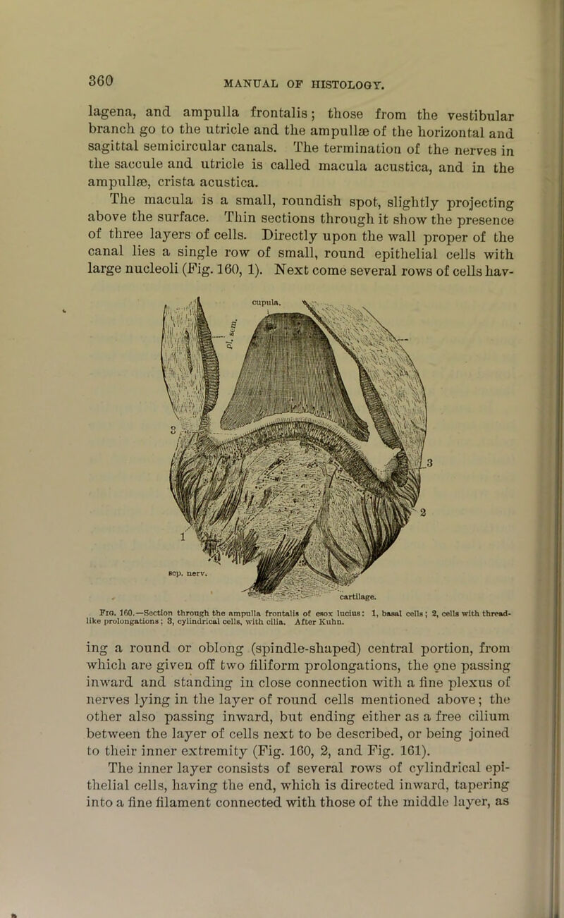 lagena, and ampulla frontalis; those from the vestibular branch go to the utricle and the ampullae of the horizontal and sagittal semicircular canals. The termination of the nerves in the saccule and utricle is called macula acustica, and in the ampullae, crista acustica. The macula is a small, roundish spot, slightly projecting above the surface. Thin sections through it show the presence of three layers of cells. Directly upon the wall proper of the canal lies a single row of small, round epithelial cells with large nucleoli (Fig. 160, 1). Next come several rows of cells hav- * —~ cat umgc. Fio. 100.—Section through the ampulla frontalis of esox lucius: 1, basal ceils ; 2, cells with thread- like prolongations: 3, cylindrical cells, with cilia. After Kuhn. ing a round or oblong (spindle-shaped) central portion, from which are given off two filiform prolongations, the one passing inward and standing in close connection with a fine plexus of nerves lying in the layer of round cells mentioned above; the other also passing inward, but ending either as a free cilium between the layer of cells next to be described, or being joined to their inner extremity (Fig. ICO, 2, and Fig. 161). The inner layer consists of several rows of cylindrical epi- thelial cells, having the end, which is directed inward, tapering into a fine filament connected with those of the middle layer, as i