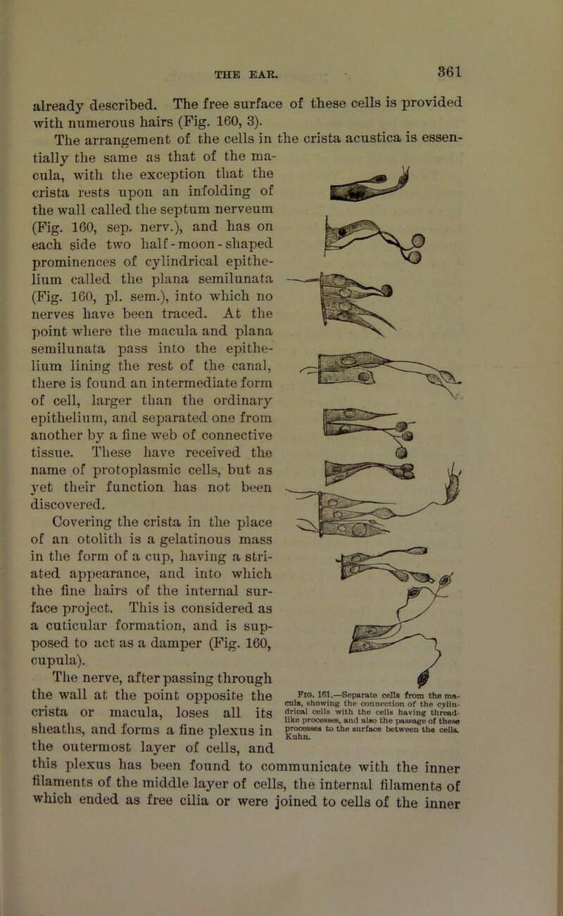 already described. The free surface of these cells is provided with numerous hairs (Fig. 160, 3). The arrangement of the cells in the crista acustica is essen- tially the same as that of the ma- cula, with the exception that the crista rests upon an infolding of the wall called the septum nerveum (Fig. 160, sep. nerv.), and has on each side two half-moon-shaped prominences of cylindrical epithe- lium called the plana semilunata (Fig. 160, pi. sem.), into which no nerves have been traced. At the point where the macula and plana semilunata pass into the epithe- lium lining the rest of the canal, there is found an intermediate form of cell, larger than the ordinary epithelium, and separated one from another by a fine web of connective tissue. These have received the name of protoplasmic cells, but as yet their function has not been discovered. Covering the crista in the place of an otolith is a gelatinous mass in the form of a cup, having a stri- ated appearance, and into which the fine hairs of the internal sur- face project. This is considered as a cuticular formation, and is sup- posed to act as a damper (Fig. 160, cupula). The nerve, after passing through the wall at the point opposite the crista or macula, loses all its sheaths, and forms a fine plexus in the outermost layer of cells, and this plexus has been found to communicate with the inner filaments of the middle layer of cells, the internal filaments of which ended as free cilia or were joined to cells of the inner Fig. 161.—Separate cells from the ma- cula, showing the connection of the cylin- drical cells with the cells having thread- like processes, and also the passage of these processes to the surface between the cells. Kuhn.