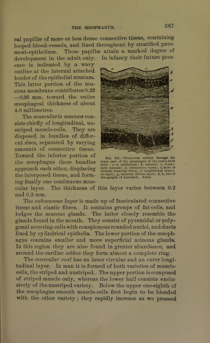 THE (ESOPHAGUS. 337 cal papilla; of more or less dense connective tissue, containing looped blood-vessels, and lined throughout by stratilied pave- ment-epithelium. These papillae attain a marked degree of development in the adult only. In infancy their future pres- ence is indicated by a wavy outline at the internal attached border of the epithelial stratum. This latter portion of the mu- cous membrane contributes 0.22 —0.26 mm. toward the entire oesophageal thickness of about 4.0 millimetres. The muscularis mucosce con- sists chiefly of longitudinal, un- striped muscle-cells. They are disposed in bundles of differ- ent sizes, separated by varying amounts of connective tissue. Toward the inferior portion of the oesophagus these bundles approach each other, displacing the interposed tissue, and form- ing finally one continuous mus- cular layer. The thickness of this layer varies between 0.2 and 0.3 mm. The submucous layer is made up of fasciculated connective tissue and elastic fibres. It contains groups of fat-cells, and lodges the mucous glands. The latter closely resemble the glands found in the mouth. They consist of pyramidal or poly- gonal secreting-cells with conspicuous rounded nuclei, and ducts lined by cylindrical epithelia. The lower portion of the oesoph- agus contains smaller and more superficial acinous glands. In this region they are also found in greater abundance, and around the cardiac orifice they form almost a complete ring. The muscular coat has an inner circular and an outer longi- tudinal layer. In man it is formed of both varieties of muscle- cells, the striped and unstriped. The upper portion is composed of striped muscle only, whereas the lower half consists exclu- sively of the unstriped variety. Below the upper one-eighth of the oesophagus smooth muscle-cells first begin to be blended with the other variety ; they rapidly increase as we proceed Fio. 164.—Trnnsverse section through the lower part ot the oesophagus of the newly-born child: a, a, epithelium: 6, mucosa; c, muscu- laris mucosas; d, submucous tissue ; e, layer of circular muscular fibres ; f. longitudinal muscu- lar layer; (/, external fibrous layer; A, A, two of the ganglia of Auerbach. Klein.