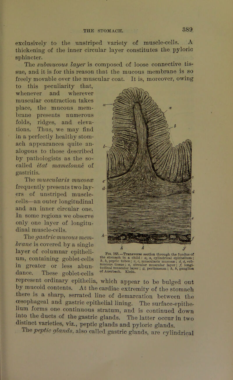 exclusively to the unstriped variety of muscle-cells. A thickening of the inner circular layer constitutes the pyloric sphincter. The submucous layer is composed of loose connective tis- sue, and it is for this reason that the mucous membrane is so freely movable over the muscular coat. It is, moreover, owing to this peculiarity that, whenever and wherever muscular contraction takes place, the mucous mem- brane presents numerous folds, ridges, and eleva- tions. Thus, we may find in a perfectly healthy stom- ach appearances quite an- alogous to those described by pathologists as the so- called etat mamelonne of gastritis. The muscularis mucosce frequently presents two lay- ers of unstriped muscle- cells—an outer longitudinal and an inner circular one. In some regions we observe only one layer of longitu- dinal muscle-cells. The gastric mucous mem- brane is covered by a single layer of columnar epitheli- um, containing goblet-cells in greater or less abun- dance. These goblet-cells Fig. 165.—Transverse section through the fundus of the stomach in a child : a, a, cylindrical epithelium; 6, 6, peptic tubes; c, c, muscularis mucosas ; d, d, sub- mucous tissue; e, circular muscular layer: /, longi- tudinal muscular layer; g, peritoneum ; h, h, ganglion of Auerbach. Klein. repiesent ordinary epithelia, which appear to be bulged out by mucoid contents. At the cardiac extremity of the stomach tlieie is a sharp, serrated line of demarcation between the oesophageal and gastric epithelial lining. The surface-epithe- lium forms one continuous stratum, and is continued down into the ducts of the gastric glands. The latter occur in two distinct varieties, viz., peptic glands and pyloric glands. The peptic glands, also called gastric glands, are cylindrical
