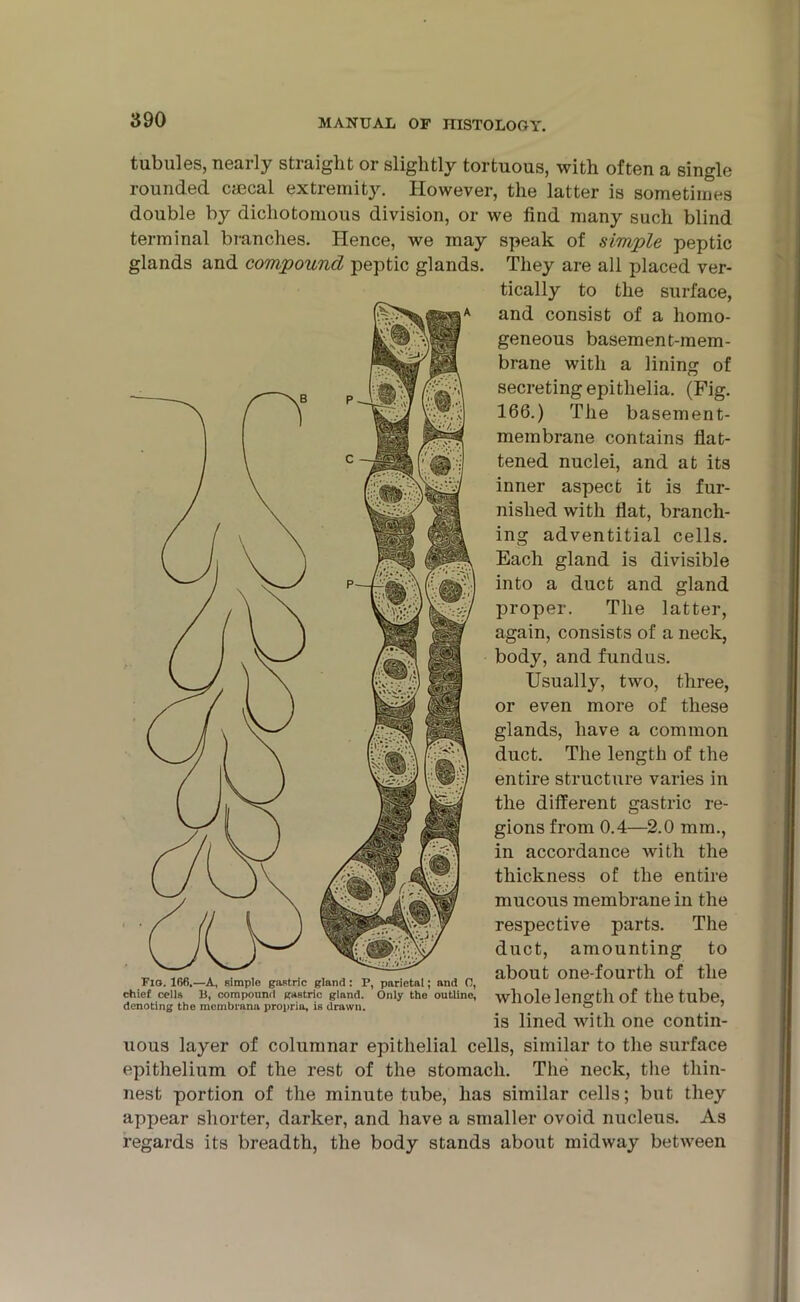 tubules, nearly straight or slightly tortuous, with often a single rounded caecal extremity. However, the latter is sometimes double by dichotomous division, or we find many such blind terminal branches. Hence, we may speak of simple peptic glands and compound peptic glands. They are all placed ver- tically to the surface, and consist of a homo- geneous basement-mem- brane with a lining of secreting epithelia. (Fig. 166.) The basement- membrane contains flat- tened nuclei, and at its inner aspect it is fur- nished with fiat, branch- ing adventitial cells. Each gland is divisible into a duct and gland proper. The latter, again, consists of a neck, body, and fundus. Usually, two, three, or even more of these glands, have a common duct. The length of the entire structure varies in the different gastric re- gions from 0.4—2.0 mm., in accordance Avith the thickness of the entire mucous membrane in the respective parts. The duct, amounting to about one-fourth of the Avliole length of the tube, is lined with one contin- uous layer of columnar epithelial cells, similar to the surface epithelium of the rest of the stomach. The neck, the thin- nest portion of the minute tube, has similar cells; but they appear shorter, darker, and have a smaller ovoid nucleus. As regards its breadth, the body stands about midway between V-A Fig. 166.—A, simple gastric gland : P, parietal; and 0, chief cells B, compound gastric gland. Only the outline, denoting the mcmbrana propria, is drawn.
