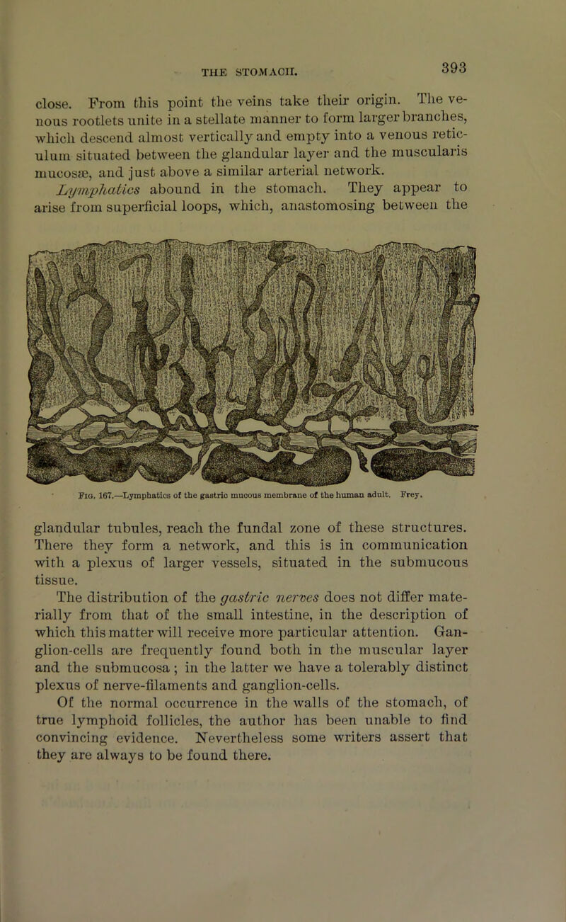 close. From this point the veins take their origin. The ve- nous rootlets unite in a stellate manner to form larger branches, which descend almost vertically and empty into a venous retic- ulum situated between the glandular layer and the muscularis mucosae, and just above a similar arterial network. Lymphatics abound in the stomach. They appear to arise from superficial loops, which, anastomosing between the Flo. 167.—Lymphatics of the gastric mucous membrane of the human adult. Frey. glandular tubules, reach the fundal zone of these structures. There they form a network, and this is in communication with a plexus of larger vessels, situated in the submucous tissue. The distribution of the gastric nerves does not differ mate- rially from that of the small intestine, in the description of which this matter will receive more particular attention. Gan- glion-cells are frequently found both in the muscular layer and the submucosa ; in the latter we have a tolerably distinct plexus of nerve-filaments and ganglion-cells. Of the normal occurrence in the walls of the stomach, of true lymphoid follicles, the author has been unable to find convincing evidence. Nevertheless some writers assert that they are always to be found there.
