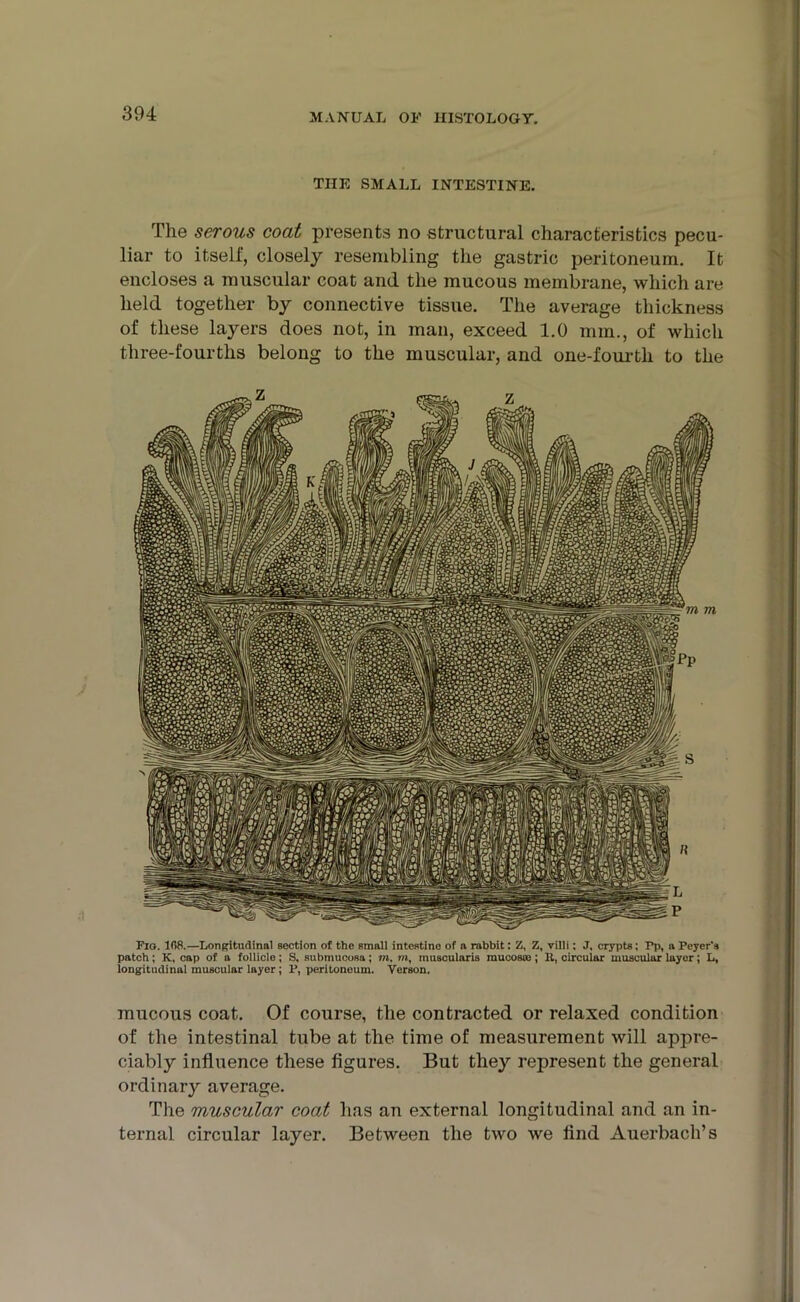 THE SMALL INTESTINE. The serous coat presents no structural characteristics pecu- liar to itself, closely resembling the gastric peritoneum. It encloses a muscular coat and the mucous membrane, which are held together by connective tissue. The average thickness of these layers does not, in man, exceed 1.0 mm., of which three-fourtlis belong to the muscular, and one-fourth to the Fio. 108.—Longitudinal section of the small intestine of n rabbit: Z, Z, villi: J, crypts; Tp, a Peyer's patch; K, cap of a follicle; S, submucosa; m, m, muscularis mucosa;; B, circular muscular layer; L, longitudinal muscular layer; P, peritoneum. Verson. mucous coat. Of course, the contracted or relaxed condition of the intestinal tube at the time of measurement will appre- ciably influence these figures. But they represent the general ordinary average. The muscular coat has an external longitudinal and an in- ternal circular layer. Between the two we find Auerbach’s