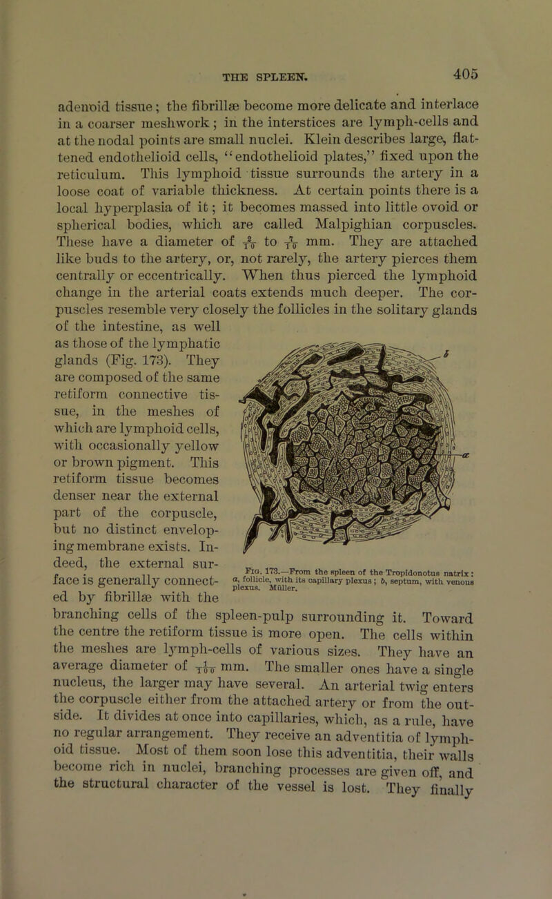 adenoid tissue; the fibrillse become more delicate and interlace in a coarser meshwork ; in the interstices are lymph-cells and at the nodal points are small nuclei. Klein describes large, flat- tened endothelioid cells, “ endotlielioid plates,” fixed upon the reticulum. This lymphoid tissue surrounds the artery in a loose coat of variable thickness. At certain points there is a local hyperplasia of it; it becomes massed into little ovoid or spherical bodies, which are called Malpighian corpuscles. These have a diameter of to TV mm. They are attached like buds to the artery, or, not rarely, the artery pierces them centrally or eccentrically. When thus pierced the lymphoid change in the arterial coats extends much deeper. The cor- puscles resemble very closely the follicles in the solitary glands of the intestine, as well as those of the lymphatic glands (Fig. 173). They are composed of the same retiform connective tis- sue, in the meshes of which are lymphoid cells, with occasionally yellow or brown pigment. This retiform tissue becomes denser near the external part of the corpuscle, but no distinct envelop- ing membrane exists. In- deed, the external sur- face is generally connect- ed by fibrillse with the branching cells of the spleen-pulp surrounding it. Toward the centre the retiform tissue is more open. The cells within the meshes are lympli-cells of various sizes. They have an average diameter of yj-y mm. The smaller ones have a single nucleus, the larger may have several. An arterial twig enters the corpuscle either from the attached artery or from the out- side. It divides at once into capillaries, which, as a rule, have no regular arrangement. They receive an adventitia of lymph- oid tissue. Most of them soon lose this adventitia, their walls become rich in nuclei, branching processes are given olf, and the structural character of the vessel is lost. They finally Fig. 173.—From the spleen of the Tropidonotus natrlx : a, follicle, with its capillary plexus ; 6, septum, with venous plexus. Muller.