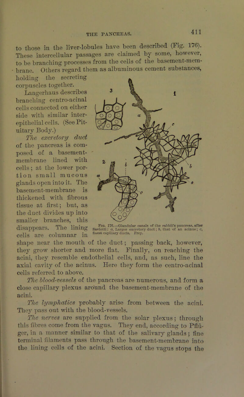 TIIE PANCREAS. to those in the liver-lobules have been described (Fig. 176). These intercellular passages are claimed by some, however, to be branching processes from the cells of the basement-mem- • brane. Others regard them as albuminous cement substances, holding the secreting corpuscles together. Langerhaus describes branching centro-acinal cells connected on either side with similar inter- epithelial cells. (See Pit- uitary Body.) The excretory duct of the pancreas is com- posed of a basement- I membrane lined with cells ; at the lower por- tion small mucous glands open into it. The basement-membrane is thickened with fibrous tissue at first; but, as the duct divides up into smaller branches, this disappears. The lining cells are columnar in shape near the mouth of the duct; passing back, however, they grow shorter and more flat. Finally, on reaching the acini, they resemble endothelial cells, and, as such, line the axial cavity of the acinus. Here they form the centro-acinal cells referred to above. The blood-vessels of the pancreas are numerous, and form a close capillary plexus around the basement-membrane of the acini. The lymphatics probably arise from between the acini. They pass out with the blood-vessels. The nerves are supplied from the solar plexus; through this fibres come from the vagus. They end, according to Pflii- ger, in a manner similar to that of the salivary glands; fine terminal filaments pass through the basement-membrane into the lining cells of the acini. Section of the vagus stops the Fig. 176.—Glandular canals of the rabbit’s pancreas, after Saviotti: a, Larger excretory duct; 6, that of an acinus; c, finest capillary ducts. Frey.