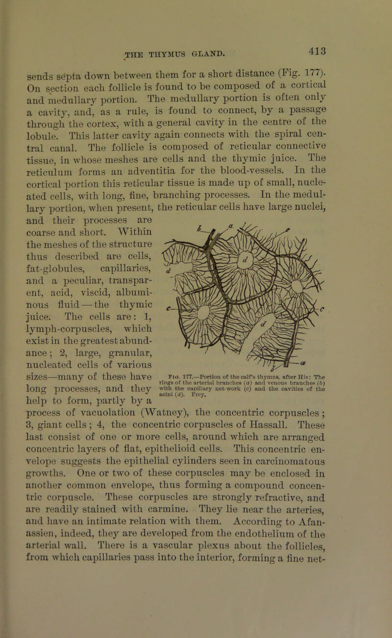 TIIE THYMUS GLAND. 433 sends septa down between tliem for a short distance (Fig. 311)■ On section each follicle is found to be composed of a coi I ical and medullary portion. The medullary portion is often only a cavity, and, as a rule, is found to connect, by a passage through the cortex, with a general cavity in the centre of the lobule. This latter cavity again connects with the spiral cen- tral canal. The follicle is composed of reticular connective tissue, in whose meshes are cells and the thymic juice. The reticulum forms an adventitia for the blood-vessels. In the cortical portion this reticular tissue is made up of small, nucle- ated cells, with long, tine, branching processes. In the medul- lary portion, when present, the reticular cells have large nuclei, and their processes are coarse and short. Within the meshes of the structure thus described are cells, fat-globules, capillaries, and a peculiar, transpar- ent, acid, viscid, albumi- nous fluid — the thymic juice. The cells are: 1, lympli-corpuscles, which exist in the greatest abund- ance ; 2, large, granular, nucleated cells of various sizes many of these have Flo. 177.—Portion of the calf’s thymus, after His: The J rings of the arterial branches (a) and venous branches (6) Ions: processes, and they 'ith the capillary net-work (c) and the cavities of the , ® I , ’ J acini (d). Frey. help to form, partly by a process of vacuolation (Watney), the concentric corpuscles ; 3, giant cells ; 4, the concentric corpuscles of Ilassall. These last consist of one or more cells, around which are arranged concentric layers of flat, epithelioid cells. This concentric en- velope suggests the epithelial cylinders seen in carcinomatous growths. One or two of these corpuscles may be enclosed in another common envelope, thus forming a compound concen- tric corpuscle. These corpuscles are strongly refractive, and are readily stained with carmine. They lie near the arteries, and have an intimate relation with them. According to Afan- assien, indeed, the}7 are developed from the endothelium of the arterial wall. There is a vascular plexus about the follicles, from which capillaries pass into the interior, forming a line net-