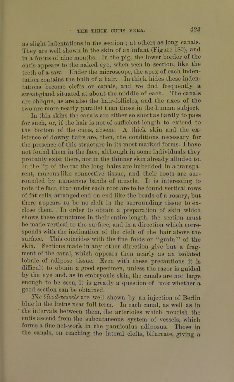 as slight indentations in the section ; at others as long canals. They are well shown in the skin of an infant (Figure 180), and in a foetus of nine months. In the pig, the lower border of the cutis appears to the naked eye, when seen in section, like the teeth of a saw. Under the microscope, the apex of each inden- tation contains the bulb of a hair. In thick hides these inden- tations become clefts or canals, and we find frequently a sweat-gland situated at about the middle of each. The canals are oblique, as are also the hair-follicles, and the axes of the two are more nearly parallel than those in the human subject. In thin skins the canals are either so short as hardly to pass for such, or, if the hair is not of sufficient length to extend to the bottom of the cutis, absent. A thick skin and the ex- istence of downy hairs are, then, the conditions necessary for the presence of this structure in its most marked forms. I have not found them in the face, although in some individuals they probably exist there, nor in the thinner skin already alluded to. In the lip of the rat the long hairs are imbedded in a transpa- rent, mucous-like connective tissue, and their roots are sur- rounded by numerous bands of muscle. It is interesting to note the fact, that under each root are to be found vertical rows of fat-cells, arranged end on end like the beads of a rosary, but there appears to be no cleft in the surrounding tissue to en- close them. In order to obtain a preparation of skin which shows these structures in their entire length, the section must be made vertical to the surface, and in a direction which corre- sponds with the inclination of the cleft of the hair above the surface. This coincides with the fine folds or “grain” of the skin. Sections made in any other direction give but a frag- ment of the canal, which appears then nearly as an isolated lobule of adipose tissue. Even with these precautions it is difficult to obtain a good specimen, unless the razor is guided by the eye and, as in embryonic skin, the canals are not large enough to be seen, it is greatly a question of luck whether a good section can be obtained. The blood-vessels are well shown by an injection of Berlin blue in the foetus near full term. In each canal, as well as in the intervals between them, the arterioles which nourish the cutis ascend from the subcutaneous system of vessels, which forms a fine net-work in the panniculus adiposus. Those in the canals, on reaching the lateral clefts, bifurcate, giving a