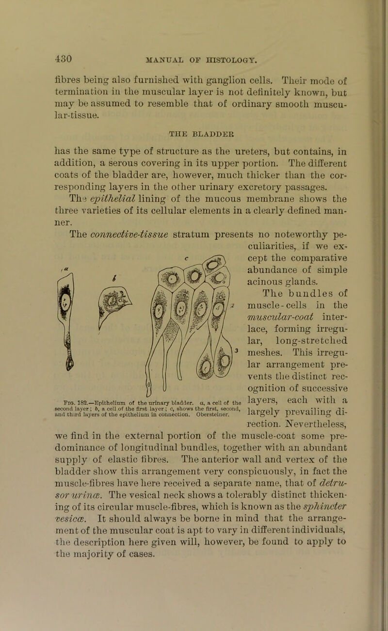 fibres being also furnished with ganglion cells. Their mode of termination in the muscular layer is not definitely known, but may be assumed to resemble that of ordinary smooth muscu- lar-tissue. THE BLADDER has the same type of structure as the ureters, but contains, in addition, a serous covering in its upper portion. The different coats of the bladder are, however, much thicker than the cor- responding layers in the other urinary excretory passages. The epithelial lining of the mucous membrane shows the three varieties of its cellular elements in a clearly defined man- ner. The connective-tissue stratum presents no noteworthy pe- culiarities, if we ex- cept the comparative abundance of simple acinous glands. The bundles of muscle-cells in the muscular-coat inter- lace, forming irregu- lar, meshes. lar arrangement pro vents the distinct rec- ognition of successive layers, each with a largely prevailing di- rection. Nevertheless, we find in the external portion of the muscle-coat some pre- dominance of longitudinal bundles, together with an abundant supply of elastic fibres. The anterior wall and vertex of the bladder show this arrangement very conspicuously, in fact the muscle-fibres have here received a separate name, that of detru- sor urince. The vesical neck shows a tolerably distinct thicken- ing of its circular muscle-fibres, which is known as the sphincter vesicce. It should always be borne in mind that the arrange- ment of the muscular coat is apt to vary in different individuals, the description here given will, however, be found to apply to the majority of cases. forming long-stretclied This irregu- arrangement Fig. 182.—Epithelium of the urinary bladder, a, a cell of the second layer; 6, a cell of the first layer; c, shows the first, second, and third layers of the epithelium in connection. Obersteiner.