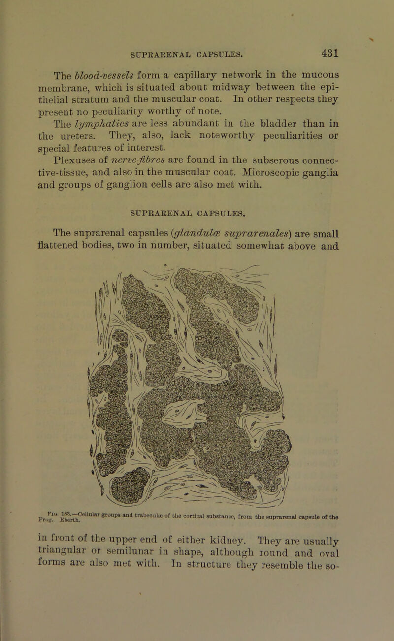 The blood-vessels form a capillary network in the mucous membrane, which is situated about midway between the epi- thelial stratum and the muscular coat. In other respects they present no peculiarity worthy of note. The lymphatics are less abundant in the bladder than in the ureters. They, also, lack noteworthy peculiarities or special features of interest. Plexuses of nerve-fibres are found in the subserous connec- tive-tissue, and also in the muscular coat. Microscopic ganglia and groups of ganglion cells are also met with. SUPRARENAL CAPSULES. The suprarenal capsules {glandules suprarenales) are small flattened bodies, two in number, situated somewhat above and I'i-iT-1 Kh('rt.h^CU^ar ®roups anL* tr,ll3co aliu of tlle cortical substance, from the suprarenal capsule of th in front of the upper end of either kidney. They are usually triangular or semilunar in shape, although round and oval forms are also met with. In structure they resemble the so-