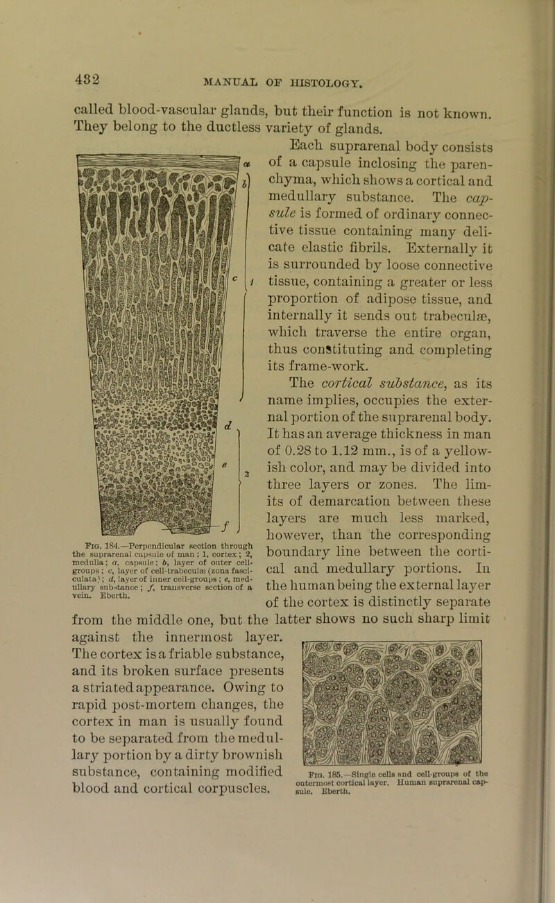 482 called blood-vascular glands, but their function is not known. They belong to the ductless variety of glands. Each suprarenal body consists of a capsule inclosing the paren- chyma, which shows a cortical and medullary substance. The cap- sule is formed of ordinary connec- tive tissue containing many deli- cate elastic fibrils. Externally it is surrounded by loose connective tissue, containing a greater or less proportion of adipose tissue, and internally it sends out trabeculae, which traverse the entire organ, thus constituting and completing its frame-work. The cortical substance, as its name implies, occupies the exter- nal portion of the suprarenal body. It has an average thickness in man of 0.28 to 1.12 mm., is of a yellow- ish color, and maj^ be divided into three layers or zones. The lim- its of demarcation between these layers are much less marked, however, than the corresponding boundary line between the corti- cal and medullary portions. In the human being the external layer of the cortex is distinctly separate from the middle one, but the latter shows no such sharp limit against the innermost layer. The cortex is a friable substance, and its broken surface presents a striated appearance. Owing to rapid post-mortem changes, the cortex in man is usually found to be separated from themedul- lary portion by a dirty brownish substance, containing modified blood and cortical corpuscles. Fig. 184.—Perpendicular section through the Buprnrenal capsule of man : 1. cortex ; 2, medulla; a, capsule: 6, layer of outer cell- groups : e, layer of cell-trabeculas (zona fasci- culata); d, layer of inner cell-groups ; e, med- ullary substance; /, transverse section of a vein. Eberth. Fig. 185.—Single cells nnd cell-groups of the outermost cortical layer. Human suprarenal cap- sule. Eberth.