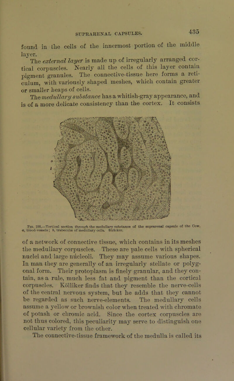found in tlie cells of the innermost portion of the middle layer. The external layer is made up of irregularly arranged cor- tical corpuscles. Nearly all the cells of this layer contain pigment granules. The connective-tissue here forms a reti- culum, with variously shaped meshes, which contain greater or smaller heaps of cells. The medullary substance has a whitish-gray appearance, and is of a more delicate consistency than the cortex. It consists a, of a network of connective tissue, which contains in its meshes the medullary corpuscles. These are pale cells with spherical nuclei and large nucleoli. They may assume various shapes. In man they are generally of an irregularly stellate or polyg- onal form. Their protoplasm is finely granular, and they con- tain, as a rule, much less fat and pigment than the cortical corpuscles. Kolliker finds that they resemble the nerve-cells of the central nervous system, but he adds that they cannot be regarded as such nerve-elements. The medullary cells assume a yellow or brownish color when treated with chromate of potash or chromic acid. Since the cortex corpuscles are not thus colored, this peculiarity may serve to distinguish one cellular variety from the other. The connective-tissue framework of the medulla is called its Fig. 188.—Vertical section through the medullary substance of the suprarenal capsule of the Cow. blood-vessels; 6, trabecula; of medullary cells. Strieker.