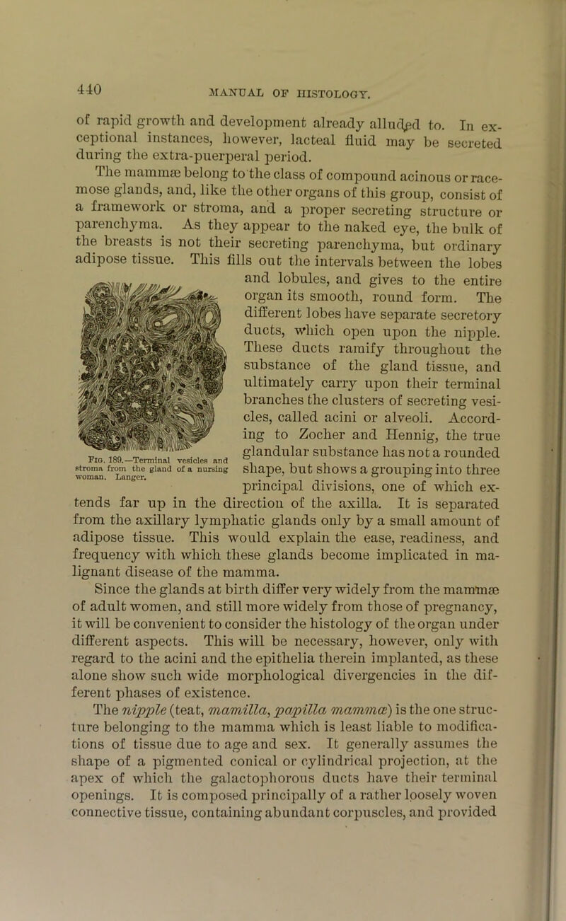 of rapid growth and development already alluded to. In ex- ceptional instances, however, lacteal fluid may be secreted during the extra-puerperal period. Ihe mammae belong to the class of compound acinous or race- mose glands, and, like the other organs of this group, consist of a framework or stroma, and a proper secreting structure or parenchyma. As they appear to the naked eye, the bulk of the breasts is not their secreting parenchyma, but ordinary adipose tissue. This fills out the intervals between the lobes and lobules, and gives to the entire organ its smooth, round form. The different lobes have separate secretory ducts, which open upon the nipple. These ducts ramify throughout the substance of the gland tissue, and ultimately carry upon their terminal branches the clusters of secreting vesi- cles, called acini or alveoli. Accord- ing to Zocher and Hennig, the true glandular substance has not a rounded stroma from the giand of a nursing shape, but shows a grouping into three woman. Langer. . . o jr o principal divisions, one of which ex- tends far up in the direction of the axilla. It is separated from the axillary lymphatic glands only by a small amount of adipose tissue. This would explain the ease, readiness, and frequency with which these glands become implicated in ma- lignant disease of the mamma. Since the glands at birth differ very widely from the mammae of adult women, and still more widely from those of pregnancy, it will be convenient to consider the histology of the organ under different aspects. This will be necessary, however, only with regard to the acini and the epitlielia therein implanted, as these alone show such wide morphological divergencies in the dif- ferent phases of existence. The nipple (teat, mamilla, papilla mammce) is the one struc- ture belonging to the mamma which is least liable to modifica- tions of tissue due to age and sex. It generally assumes the shape of a pigmented conical or cylindrical projection, at the apex of which the galactophorous ducts have their terminal openings. It is composed principally of a rather loosely woven connective tissue, containing abundant corpuscles, and provided