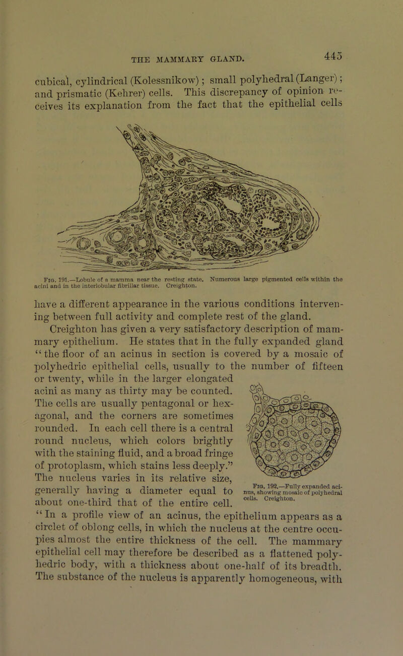 cubical, cylindrical (Kolessnikow); small polyhedral (Langer); and prismatic (Kehrer) cells. This discrepancy of opinion re- ceives its explanation from the fact that the epithelial cells Fig. 191.—Lobule of a mamma near the restin'? state. Numerous large pigmented cells within the acini and in the interlobular fibrillar tissue. Creighton. have a different appearance in the various conditions interven- ing between full activity and complete rest of the gland. Creighton has given a very satisfactory description of mam- mary epithelium. He states that in the fully expanded gland “ the floor of an acinus in section is covered by a mosaic of polyhedric epithelial cells, usually to the number of fifteen or twenty, while in the larger elongated acini as many as thirty may be counted. The cells are usually pentagonal or hex- agonal, and the corners are sometimes rounded. In each cell there is a central round nucleus, which colors brightly with the staining fluid, and abroad fringe of protoplasm, which stains less deeply.” The nucleus varies in its relative size, generally having a diameter equal to about one-third that of the entire cell. “In a profile view of an acinus, the epithelium appears as a circlet of oblong cells, in which the nucleus at the centre occu- pies almost the entire thickness of the cell. The mammary epithelial cell may therefore be described as a flattened poly- hedric body, with a thickness about one-half of its breadth. The substance of the nucleus is apparently homogeneous, with Fig. 192.—Fully expanded aci- nus, showing mosaic of polyhedral cells. Creighton.