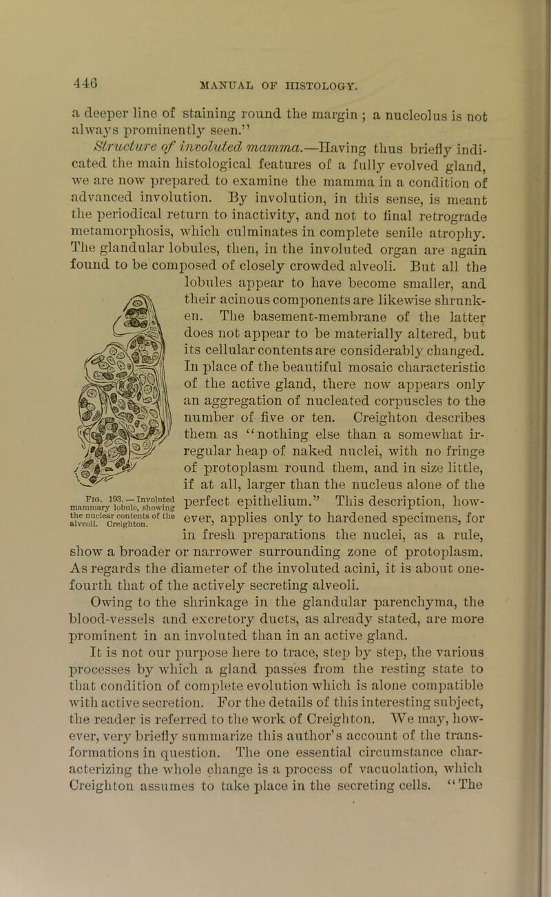 a deeper line of staining round the margin ; a nucleolus is not always prominently seen.” Structure of involuted mamma.—Having thus briefly indi- cated the main histological features of a fully evolved gland, we are now prepared to examine the mamma in a condition of advanced involution. By involution, in this sense, is meant the periodical return to inactivity, and not to flnal retrograde metamorphosis, which culminates in complete senile atrophy. The glandular lobules, then, in the involuted organ are again found to be composed of closely crowded alveoli. But all the lobules appear to have become smaller, and their acinous components are likewise shrunk- en. The basement-membrane of the latter does not appear to be materially altered, but its cellular contents are considerably changed. In place of the beautiful mosaic characteristic of the active gland, there now appears only an aggregation of nucleated corpuscles to the number of five or ten. Creighton describes them as “nothing else than a somewhat ir- regular heap of naked nuclei, with no fringe of protoplasm round them, and in size little, if at all, larger than the nucleus alone of the perfect epithelium.” This description, how- ever, applies only to hardened specimens, for in fresh preparations the nuclei, as a rule, show a broader or narrower surrounding zone of protoplasm. As regards the diameter of the involuted acini, it is about one- fourth that of the actively secreting alveoli. Owing to the shrinkage in the glandular parenchyma, the blood-vessels and excretory ducts, as already stated, are more prominent in an involuted than in an active gland. It is not our purpose here to trace, step by step, the various processes by which a gland passes from the resting state to that condition of complete evolution which is alone compatible with active secretion. For the details of this interesting subject, the reader is referred to the work of Creighton. We may, how- ever, very briefly summarize this author’s account of the trans- formations in question. The one essential circumstance char- acterizing the Avhole change is a process of vacuolation, which Creighton assumes to take place in the secreting cells. “The Fig. 193. — Involuted mammary lobule, showing the nuclear contents of the alveoli. Creighton.