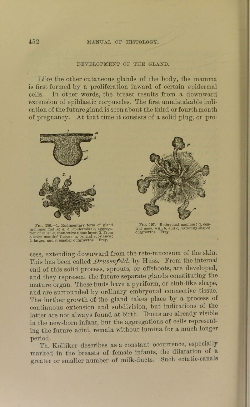 DEVELOPMENT OF TIIE GLAND Like the other cutaneous glands of the body, the mamma is first formed by a proliferation inward of certain epidermal cells. In other words, the breast results from a downward extension of epiblastic corpuscles. The first unmistakable indi- cation of the future gland is seen about the third or fourth month of pregnancy. At that time it consists of a solid plug, or pro- cess, extending downward from the rete-mucosum of the skin. This has been called Drusenfeld, by Huss. From the internal end of this solid process, sprouts, or offshoots, are developed, and they represent the future separate glands constituting the mature organ. These buds have a pyriform, or club-like shape, and are surrounded by ordinary embryonal connective tissue. The further growth of the gland takes place by a process of continuous extension and subdivision, but indications of the latter are not always found at birth. Ducts are already visible in the new-born infant, but the aggregations of cells represent- ing the future acini, remain without lumina for a much longer period. Th. Kolliker describes as a constant occurrence, especially marked in the breasts of female infants, the dilatation of a greater or smaller number of milk-ducts. Such ectatic-canals /. Fig. 19G.—1. Rudimentary form of gland in human foetus: a, b, epidermis: c, aggrega- tion of cells; d, connective tissue layer. 2. From a seven-months’ foetus : a, central substance ; b, larger, and c, smaller outgrowths. Frey. Fig. 197.—Embryonal mamma: a, cen- tral mass, with 6. and c, variously shaped outgrowths. Frey.