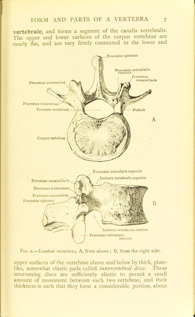 vertebrale, and forms a segment of the canalis vertebralis. The upper and lower surfaces of the corpus vertebrae are nearly flat, and are very firmly connected to the lower and Processus accessorius Prpcessus transversus Foramen vertebrale Corpus vertebrae Processus spinosus Processus articularia superior Processus mammillaris Pedicle Processus mammillaris Processus transversus Processus accessorius Processus Processus articularis superior ^Incisura vertebralis superior Incisura vertebralis inferior Processus articularis inferior B Fig. 2.—Lumbar vertebra-; A, from above ; B, from the right side. upper surfaces of the vertebrae above and below by thick, plate- like, somewhat elastic pads called intervertebral discs. These intervening discs are sufficiently elastic to permit a small amount of movement between each two vertebrae, and their thickness is such that they form a considerable portion, about