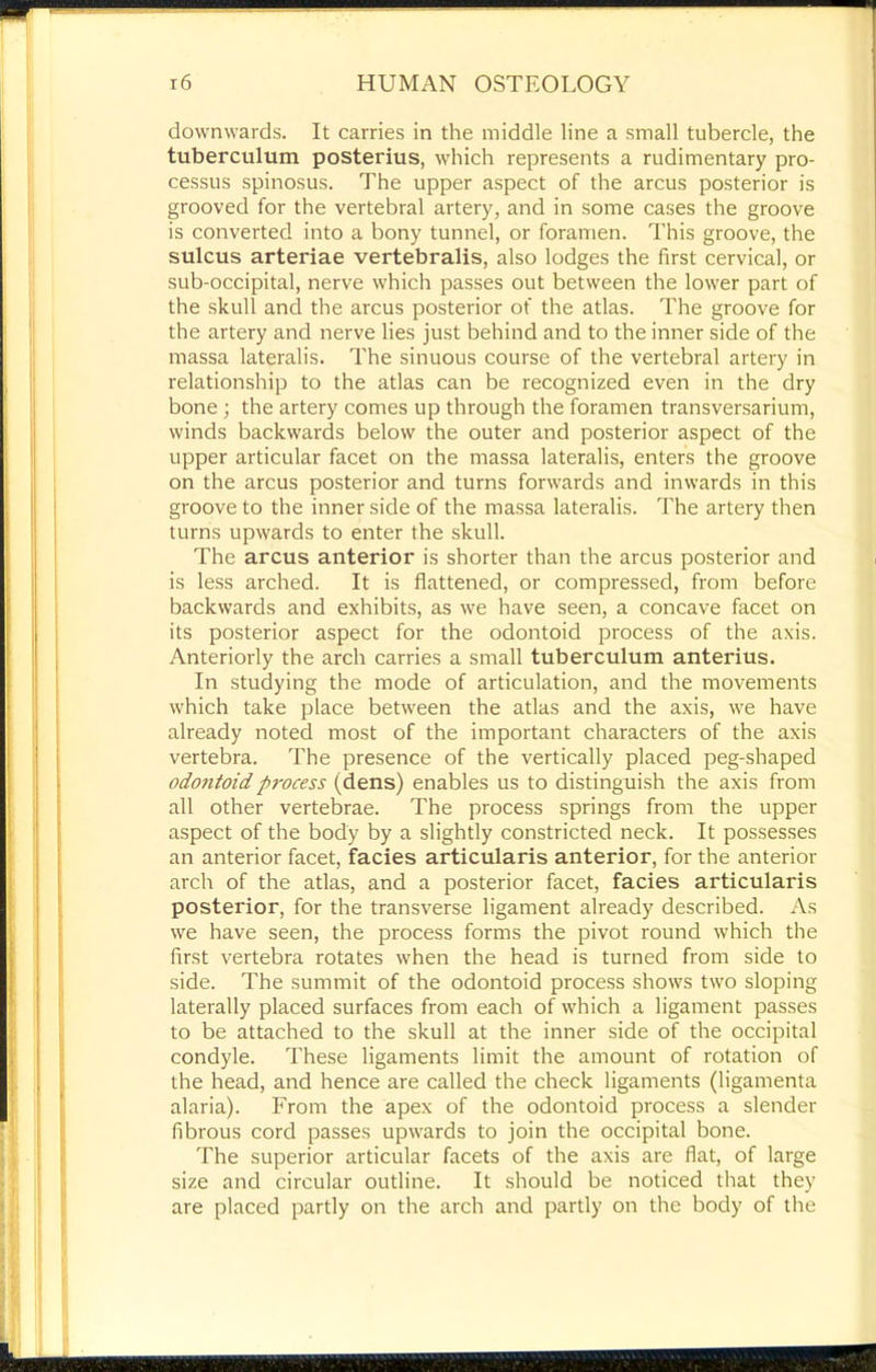downwards. It carries in the middle line a small tubercle, the tuberculum posterius, which represents a rudimentary pro- cessus spinosus. The upper aspect of the arcus posterior is grooved for the vertebral artery, and in some cases the groove is converted into a bony tunnel, or foramen. This groove, the sulcus arteriae vertebralis, also lodges the first cervical, or sub-occipital, nerve which passes out between the lower part of the skull and the arcus posterior of the atlas. The groove for the artery and nerve lies just behind and to the inner side of the massa lateralis. The sinuous course of the vertebral artery in relationship to the atlas can be recognized even in the dry bone ; the artery comes up through the foramen transversarium, winds backwards below the outer and posterior aspect of the upper articular facet on the massa lateralis, enters the groove on the arcus posterior and turns forwards and inwards in this groove to the inner side of the massa lateralis. The artery then turns upwards to enter the skull. The arcus anterior is shorter than the arcus posterior and is less arched. It is flattened, or compressed, from before backwards and exhibits, as we have seen, a concave facet on its posterior aspect for the odontoid process of the axis. Anteriorly the arch carries a small tuberculum anterius. In studying the mode of articulation, and the movements which take place between the atlas and the axis, we have already noted most of the important characters of the axis vertebra. The presence of the vertically placed peg-shaped odo7itoid process (dens) enables us to distinguish the axis from all other vertebrae. The process springs from the upper aspect of the body by a slightly constricted neck. It possesses an anterior facet, facies articularis anterior, for the anterior arch of the atlas, and a posterior facet, facies articularis posterior, for the transverse ligament already described. As we have seen, the process forms the pivot round which the first vertebra rotates when the head is turned from side to side. The summit of the odontoid process shows two sloping laterally placed surfaces from each of which a ligament passes to be attached to the skull at the inner side of the occipital condyle. These ligaments limit the amount of rotation of the head, and hence are called the check ligaments (ligamenta alaria). From the apex of the odontoid process a slender fibrous cord passes upwards to join the occipital bone. The superior articular facets of the axis are flat, of large size and circular outline. It should be noticed that they are placed partly on the arch and partly on the body of the
