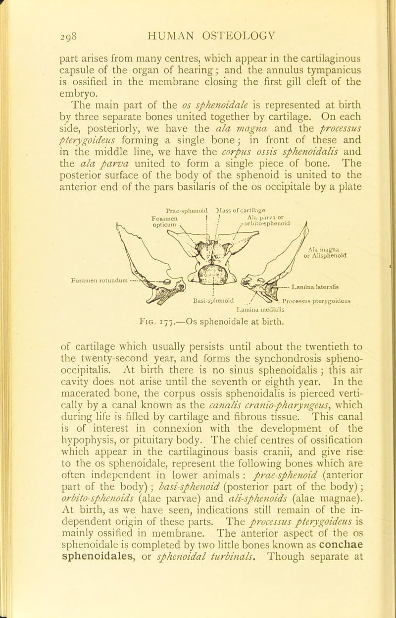 part arises from many centres, which appear in the cartilaginous capsule of the organ of hearing; and the annulus tympanicus is ossified in the membrane closing the first gill cleft of the embryo. The main part of the os sphenoidale is represented at birth by three separate bones united together by cartilage. On each side, posteriorly, we have the ala rnagna and the processus pterygoideus forming a single bone; in front of these and in the middle line, we have the corpus ossis sphenoidalis and the ala parva united to form a single piece of bone. The posterior surface of the body of the sphenoid is united to the anterior end of the pars basilaris of the os occipitale by a plate Prae-sphenoUl Mass ofcartilnKe of cartilage which usually persists until about the twentieth to the twenty-second year, and forms the synchondrosis spheno- occipitalis. At birth there is no sinus sphenoidalis ; this air cavity does not arise until the seventh or eighth year. In the macerated bone, the corpus ossis sphenoidalis is pierced verti- cally by a canal known as the canalis craniopharytigeus, which during life is filled by cartilage and fibrous tissue. This canal is of interest in connexion with the development of the hypophysis, or pituitary body. The chief centres of ossification which appear in the cartilaginous basis cranii, and give rise to the os sphenoidale, represent the following bones which are often independent in lower animals : prae-sphenoid (anterior part of the body); basi-sphenoid (posterior part of the body); orbito-sphenoids (alae parvae) and ali-sphenoids (alae magnae). At birth, as we have seen, indications still remain of the in- dependent origin of these parts. The processus pterygoideus is mainly ossified in membrane. The anterior aspect of the os sphenoidale is completed by two little bones known as conchae sphenoidales, or sphenoidal iurbinals. Though separate at