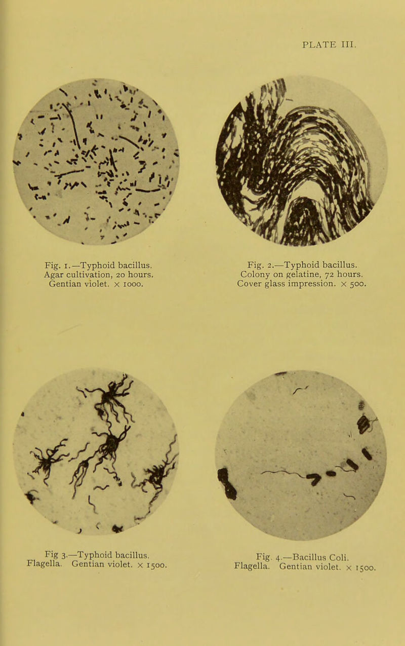 PLATE III 11 - -*f\ 5 7 ' J 1- • Fig. r.—Typhoid bacillus. Agar cultivation, 20 hours. Gentian violet, x 1000. Fig. 2.—Typhoid bacillus. Colony on gelatine, 72 hours. Cover glass impression, x 500. 4 Fig 3.—Typhoid bacillus. Flagella. Gentian violet, x 1500. Fig. 4 —Bacillus Coli. Flagella. Gentian violet, x 1500.