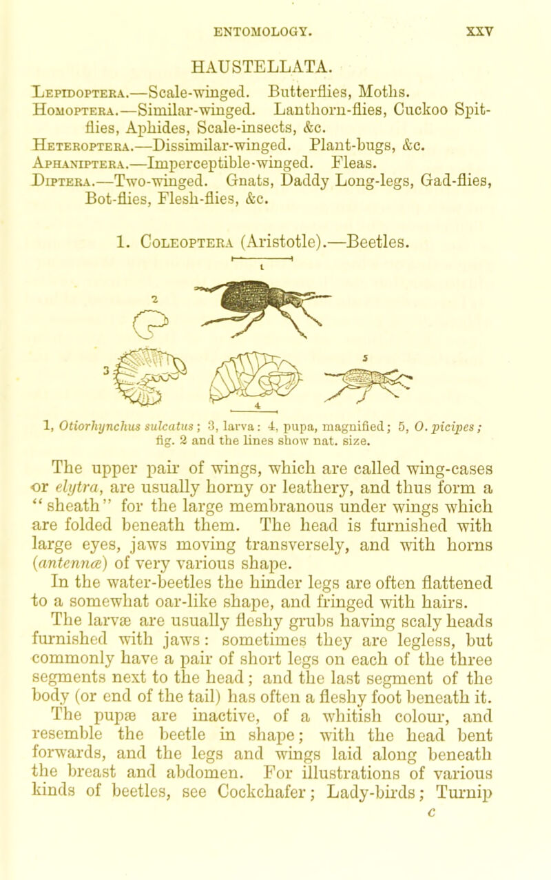 HAUSTELLATA. LEprooPTERA.—Scale-winged. Butterflies, Moths. Homoptera.—Similar-winged. Lanthorn-flies, Cuckoo Spit- flies, Aphides, Scale-insects, &c. Heteroptera.—Dissimilar-winged. Plant-bugs, &c. Aphaniptera.—Imperceptible-winged. Fleas. Diptera.—Two-wiuged. Gnats, Daddy Long-legs, Gad-flies, Bot-flies, Flesh-flies, &c. 1. CoLEOPTERA (Aristotle).—Beetles. t 1, Otiorhynchus sulcatus ; .3, larva: 4, pupa, magnified; 5, 0. picipes; fig. 2 and the lines show nat. size. The upper pair of wings, which are called wing-cases or elytra, are usually horny or leathery, and thus form a “ sheath” for the large membranous under wings which are folded beneath them. The head is furnished with large eyes, jaws moving transversely, and with horns (antennce) of very various shape. In the water-beetles the hinder legs are often flattened to a somewhat oar-like shape, and fringed with hairs. The larvse are usually fleshy grubs having scaly heads furnished with jaws: sometimes they are legless, hut commonly have a pair of short legs on each of the three segments next to the head; and the last segment of the body (or end of the tail) has often a fleshy foot beneath it. The pupie are inactive, of a whitish colour, and resemble the beetle in shape; with the head bent forwards, and the legs and 'wings laid along beneath the breast and abdomen. For illustrations of various kinds of beetles, see Cockchafer; Lady-hhxls; Tmmii) c