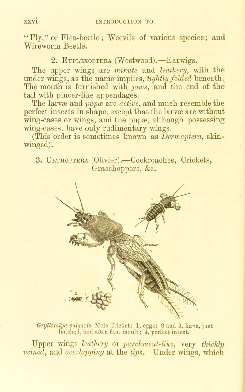 “Fly,” or Flea-beetle; Weevils of various species; and Wireworm Beetle. 2. Euplexopteea (Westwood).—Earwigs. The upper wings are minute and leathery, with the under wings, as the name implies, tightly folded beneath. The mouth is furnished with jaivs, and the end of the tail with pincer-like appendages. The larvae and pupce are active, and much resemble the perfect insects in shape, except that the larvae are without wing-cases or wings, and the jDupae, although possessing wing-cases, have only rudimentary wings. (This order is sometimes known as Dermaptera, skin- winged). 3. Orthopteka (Olivier).—Cockroaches, Crickets, Grasshoppers, &c. Gryllotalpa vnlparis, Mole Cricket; 1, eggs; 2 and 3, larva, just hatched, aud after first moult; 4, perfect insect. Upper wings leathery or x>archment-like, very thickly veined, and overlapping at the tips. Under wings, which